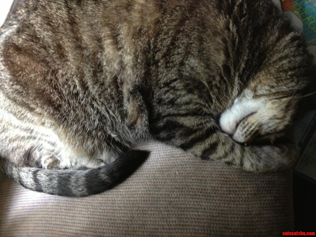 Taking His Mid-day Nap