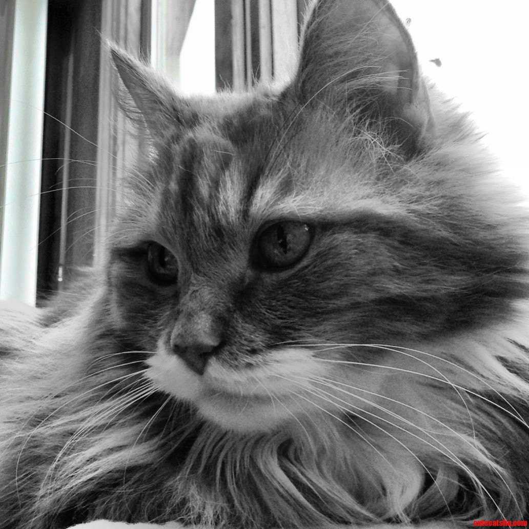 That Awkward Moment When the Cat Is More Photogenic Than You