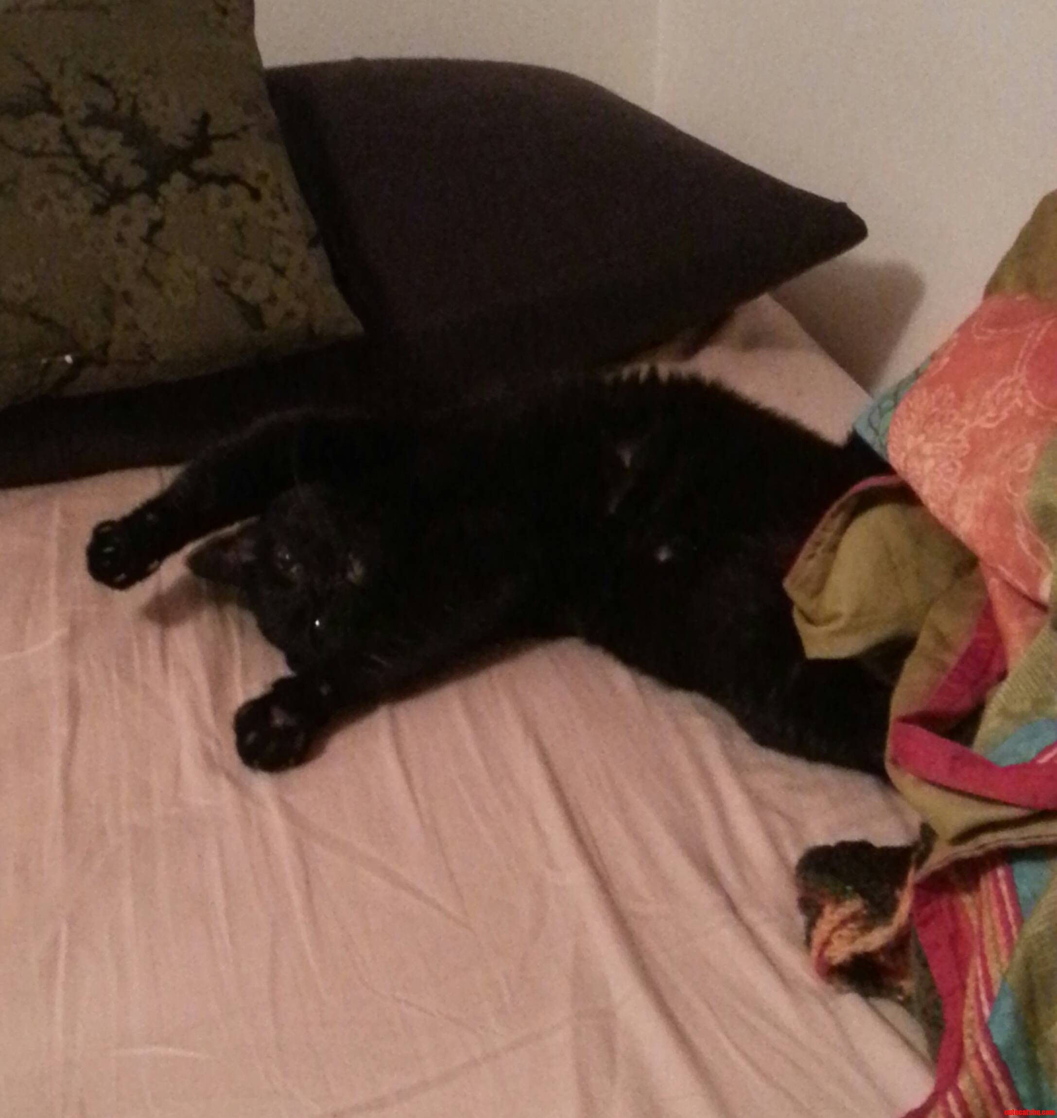 The Art of Seduction. Meet Bijoux..