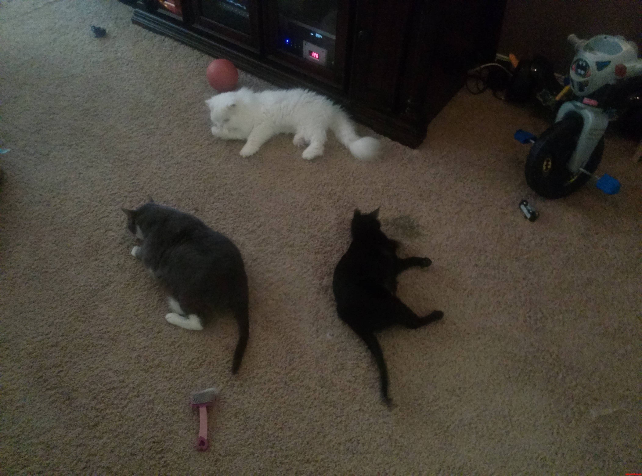 The Catnip Is Out. Time to Tweak.