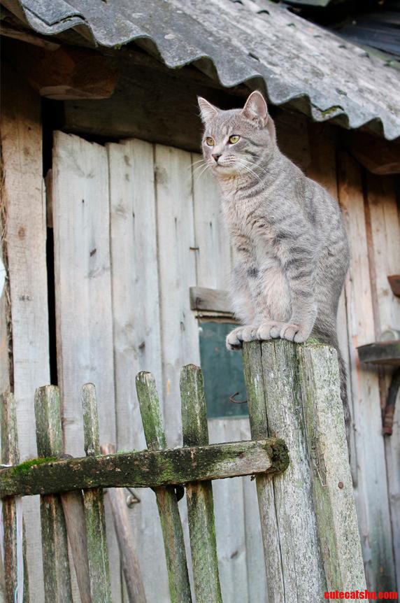 The Hands and Feet of This Sitting Cat Line Up Perfectly