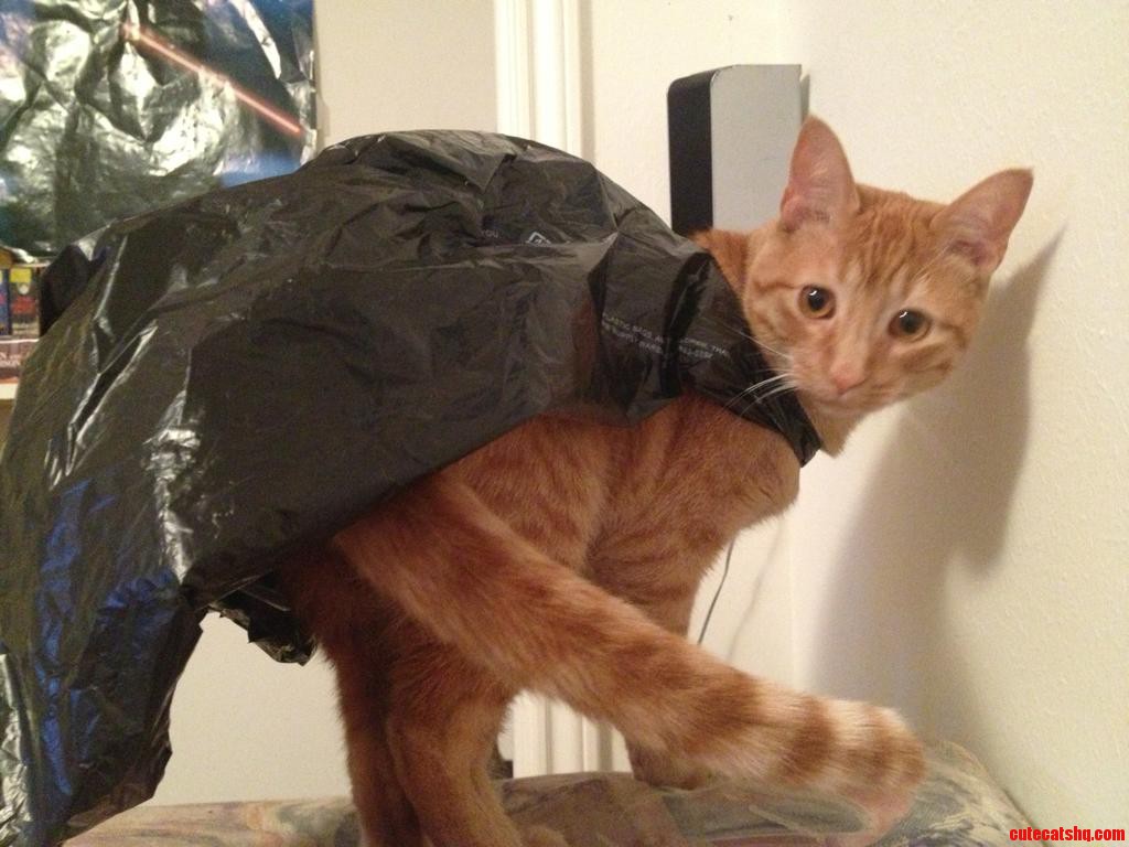 The Hero Gotham Deserves.