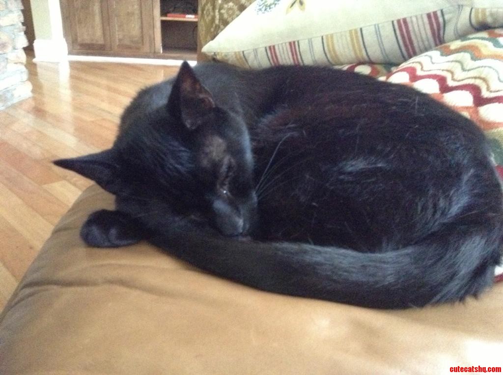 The Little Devil Sleeping Innocently After Stealing Our Chicken Sandwich...