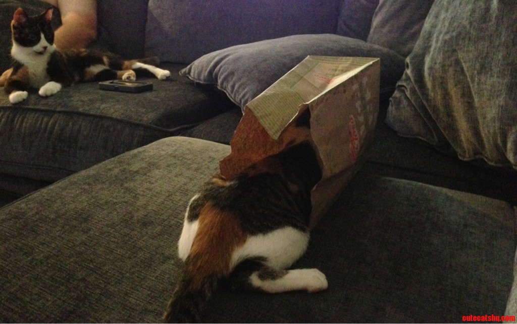 The Little One Enjoying a Paper Bag. the Older One Is Not Impressed