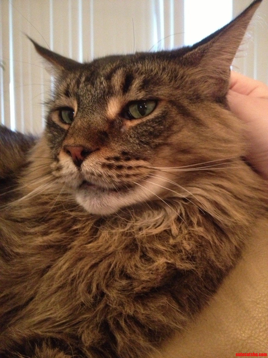 The Maine Coon I Get to Hang Out with for a Few Days