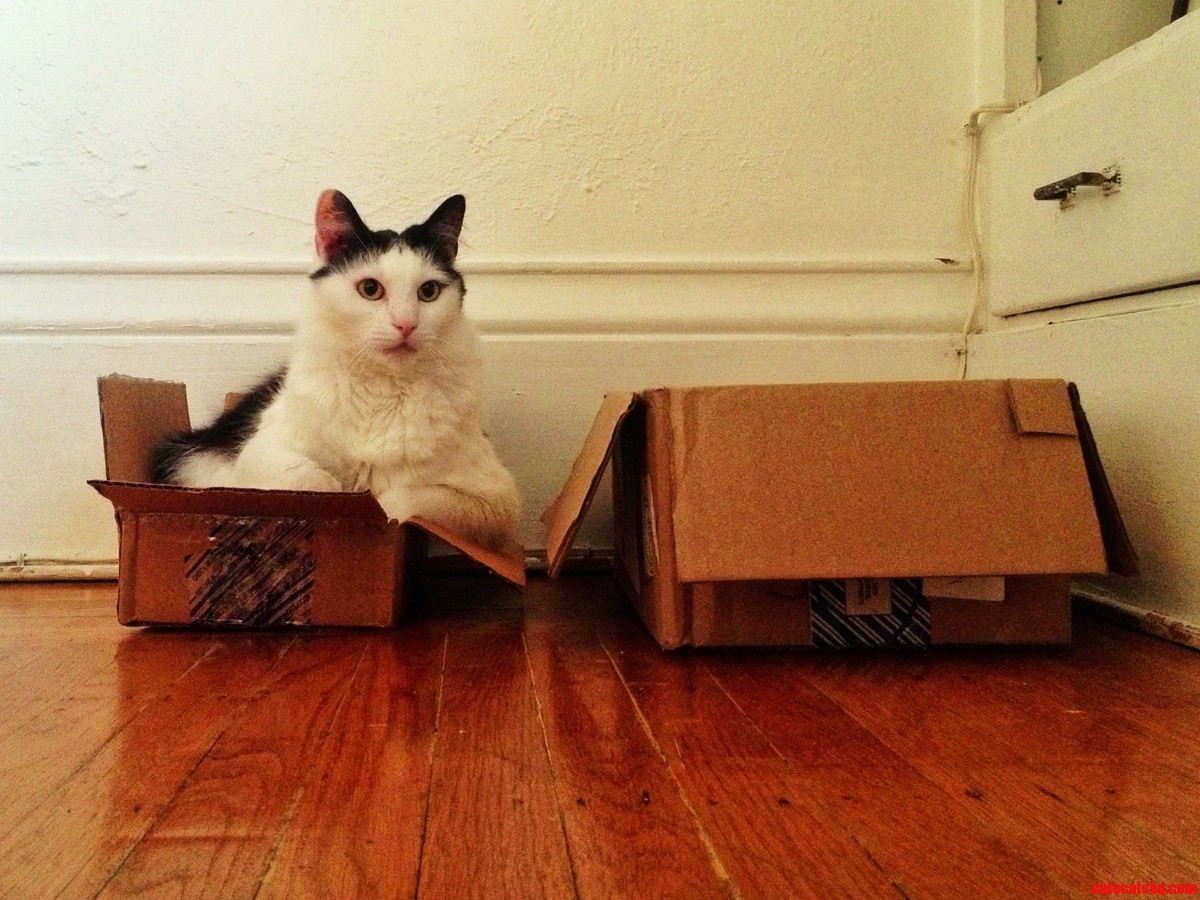 The New Box Is Better Than the Old Box.