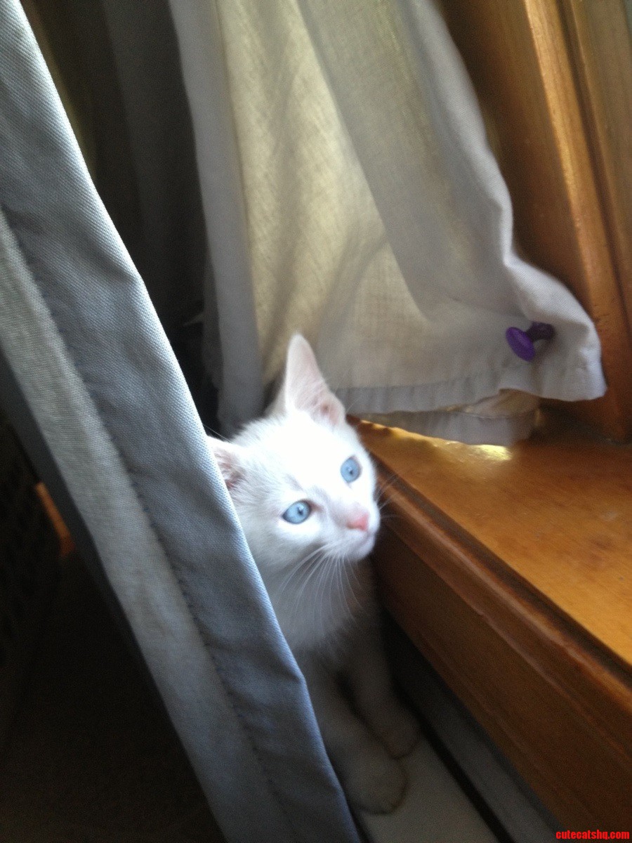 The New Kitten  His Name Is Tuukka. White Fur and Blue Eyes and His Hearing Is Completely Fine