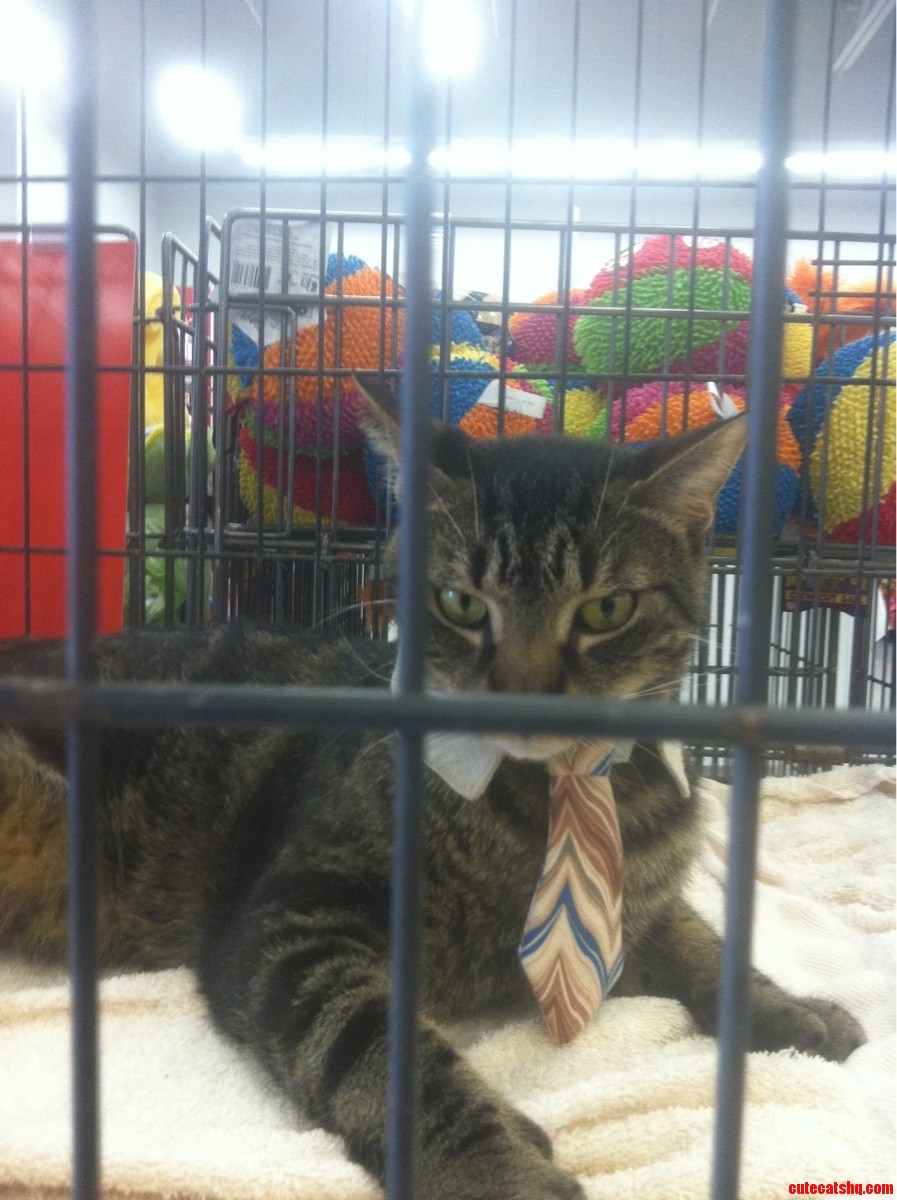The Real Business Cat