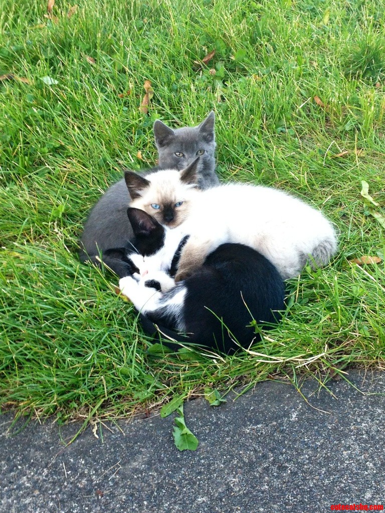 These Are My Feral Kitties That I Rescued and Adopted. Meet Winnie  Fluff  and Baby Lorenzo.