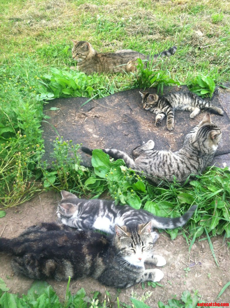 They Re Pretty Amazing  Despite How Hopelessly Inbred They Are...