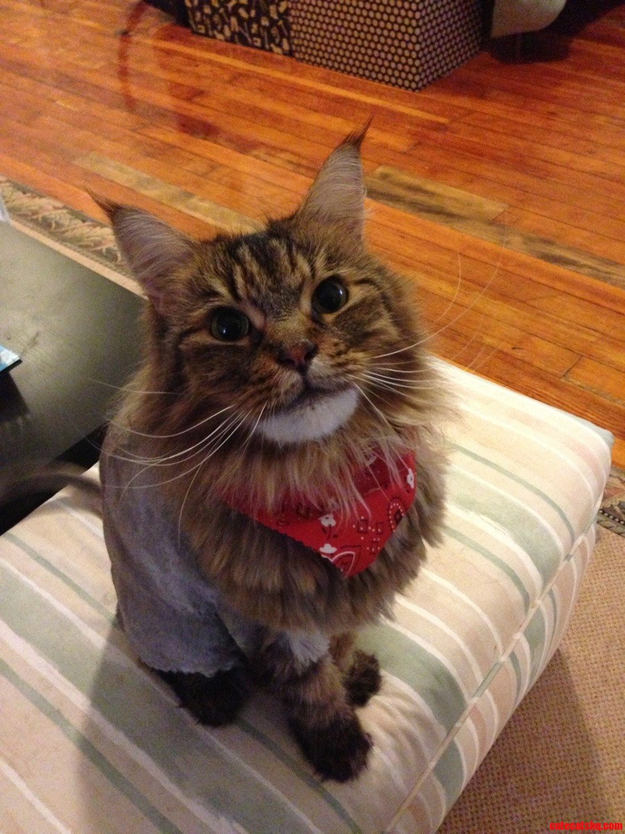 They Started Putting Bandanas on Cats at My Groomer. Now Rigby Has to Be Careful Walking the Streets of La.