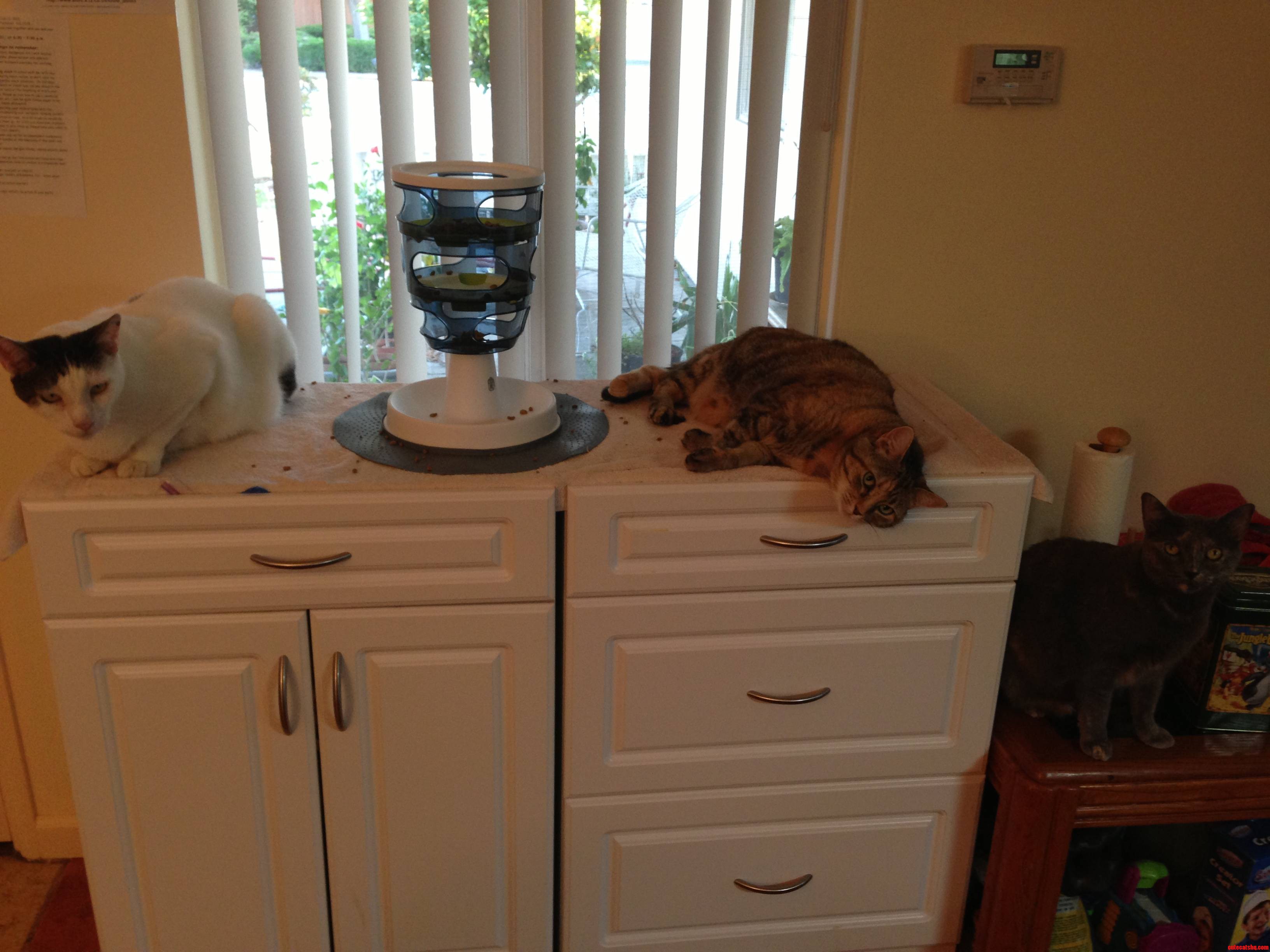 They Were Not Amused with Their New Food Maze.