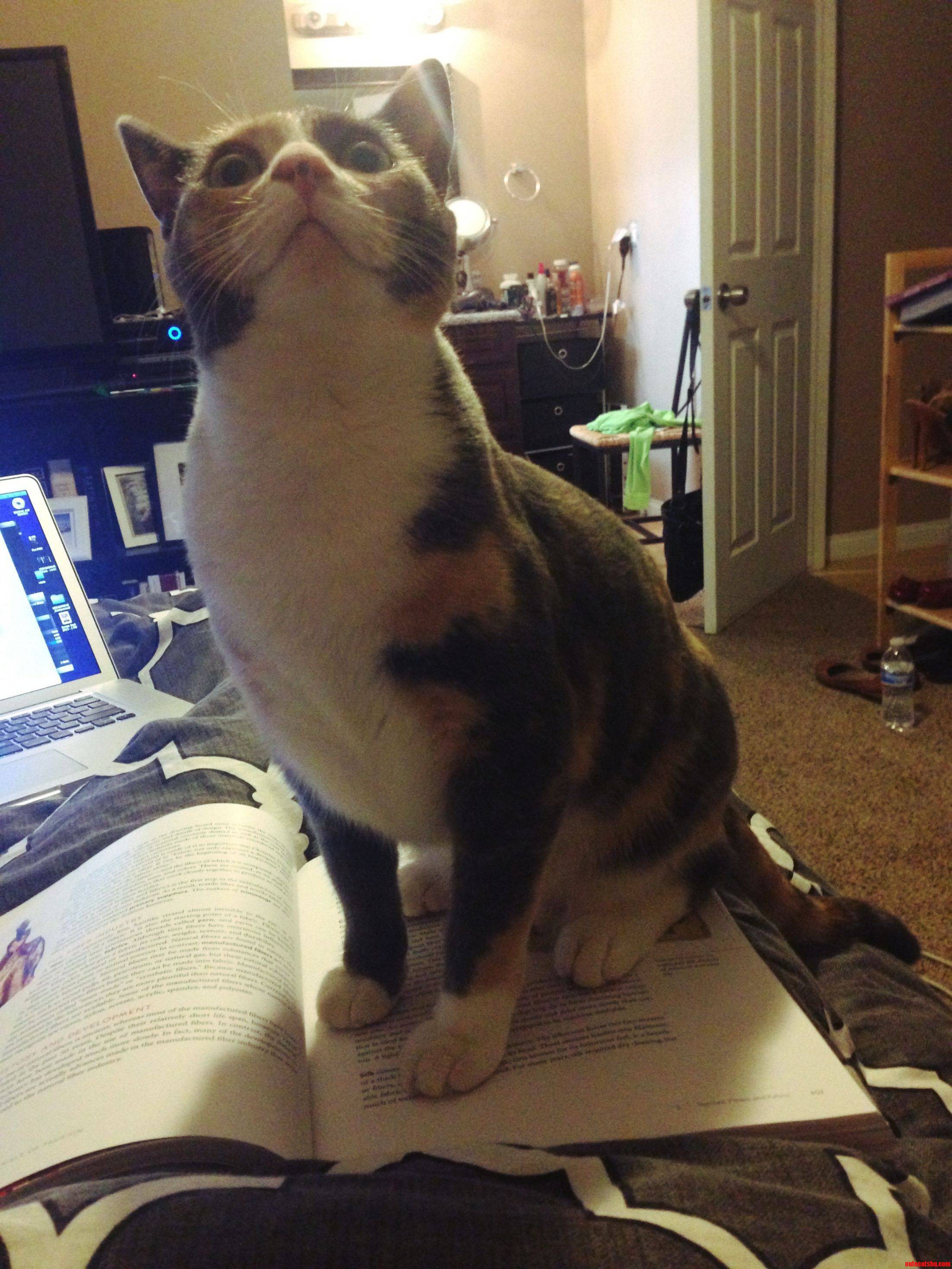 Think This Is a Good Enough Excuse for Not Doing My Homework