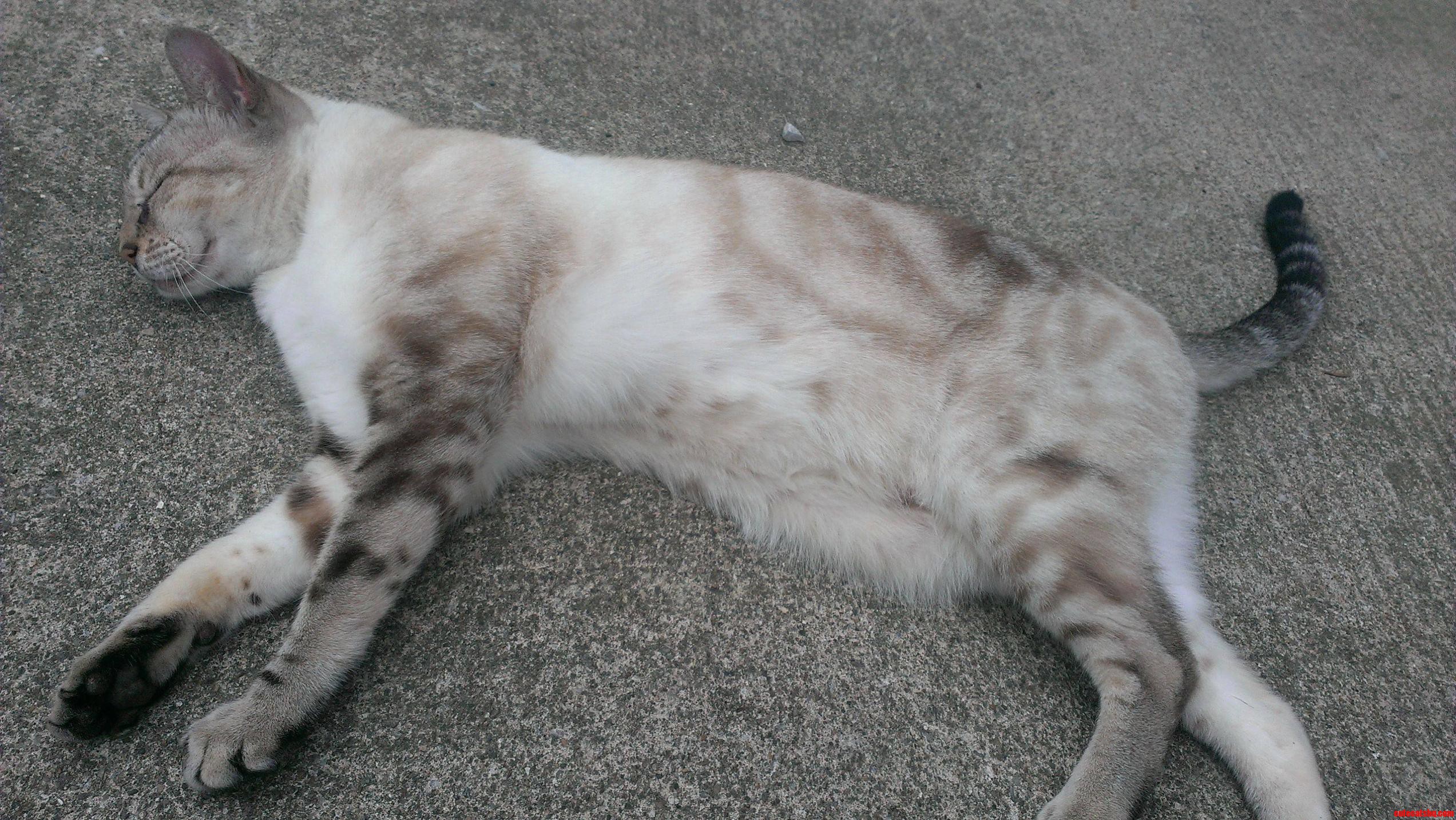 This Beautiful Girl Is a Stray That Found Me Outside and Has Decided That We Are Best Friends Now.
