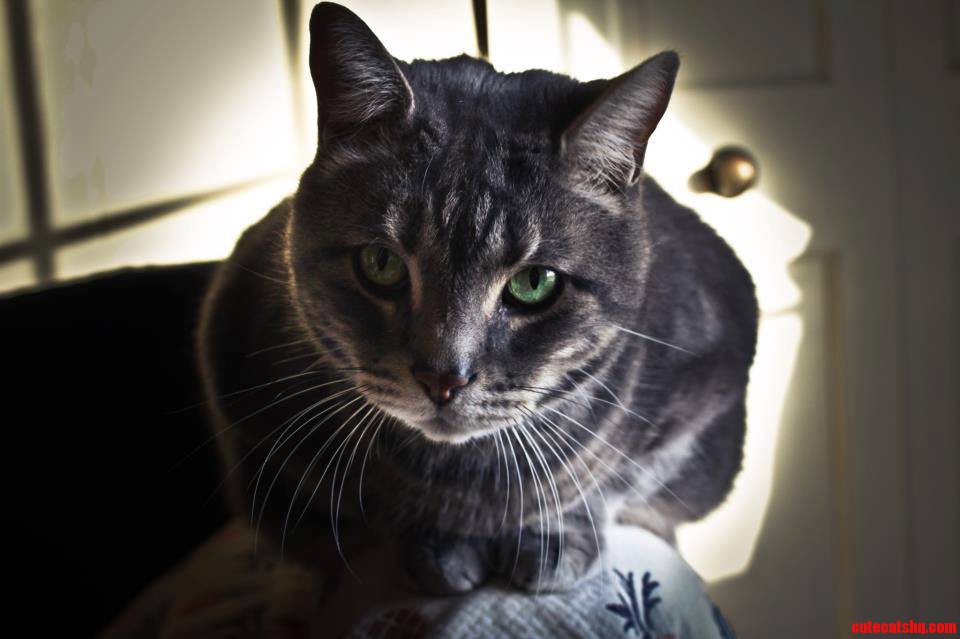 This Guy Was Skin and Bones When I Found Him in the Streets 8 Years Ago  Now He S 25 Lbs.