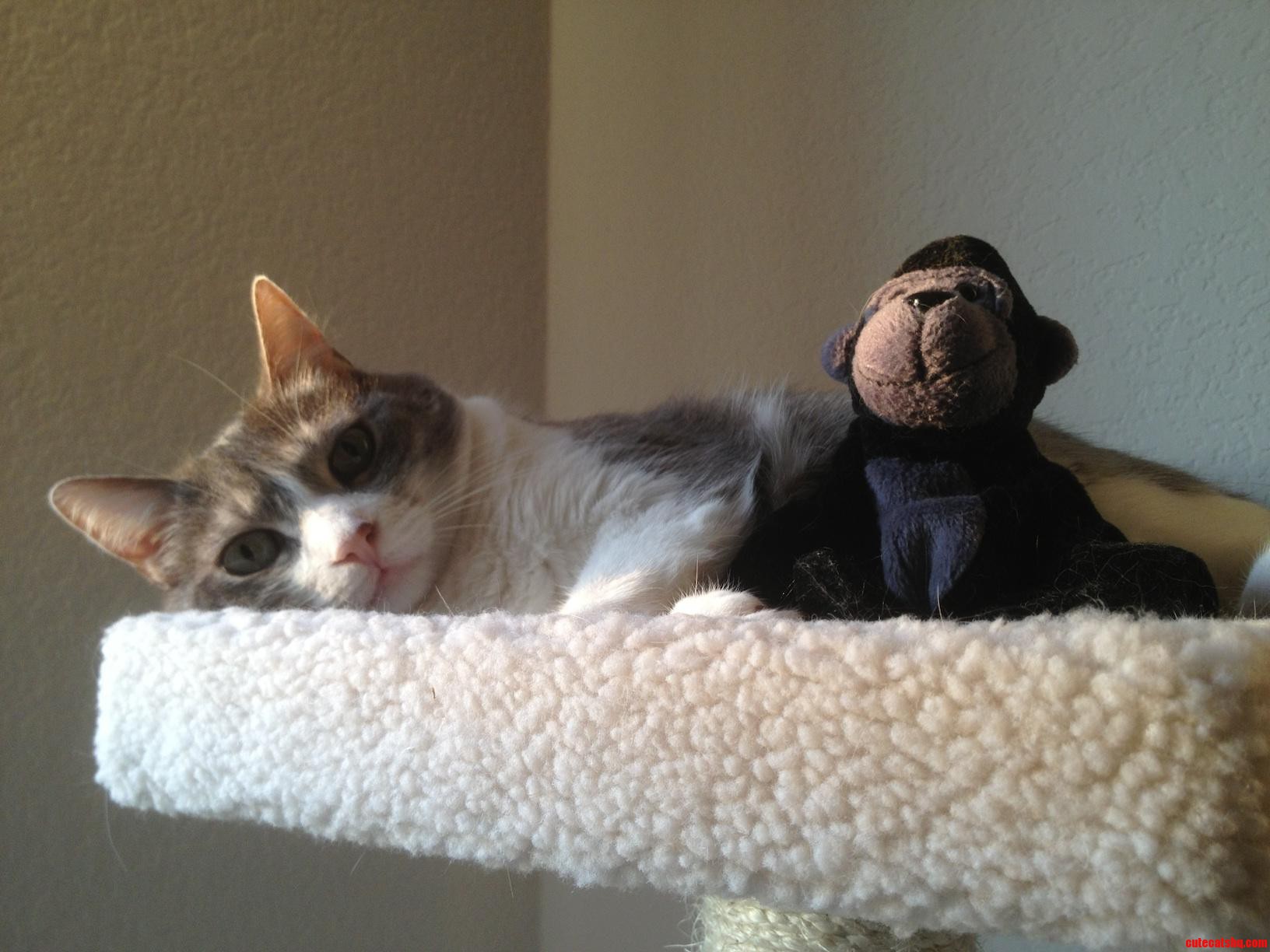 This Is Abby with Her Best Friend.  Story in Comments