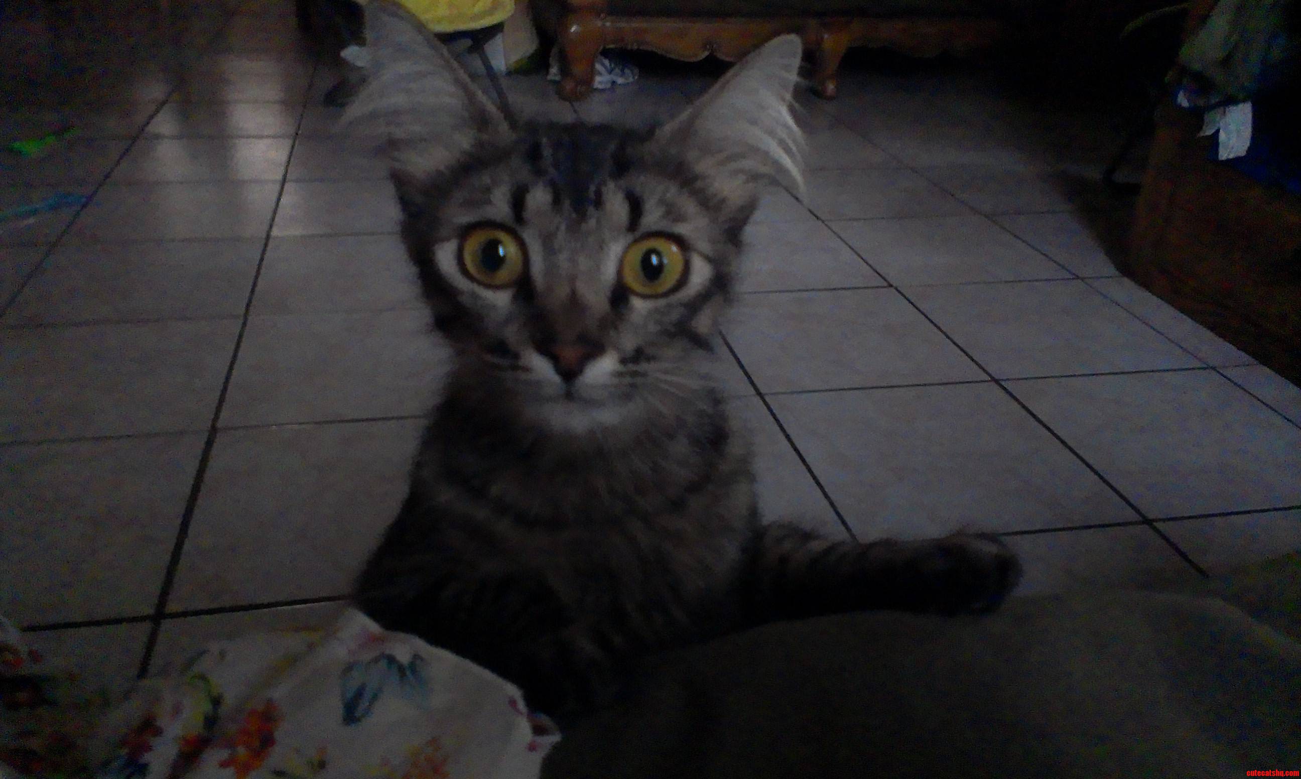 This Is Angelina O.o