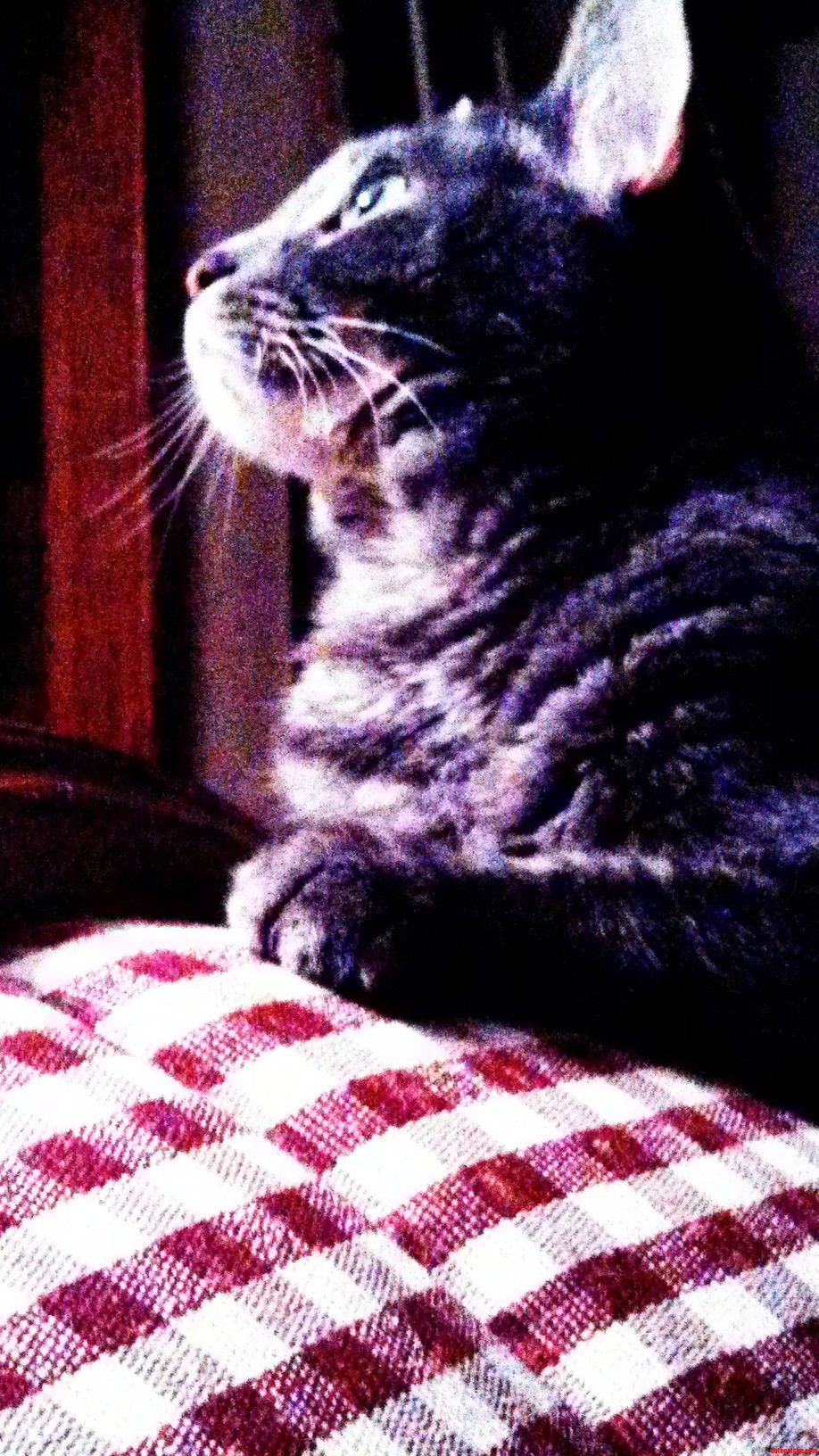 This Is Gandalf the Gray. He S My Baby3