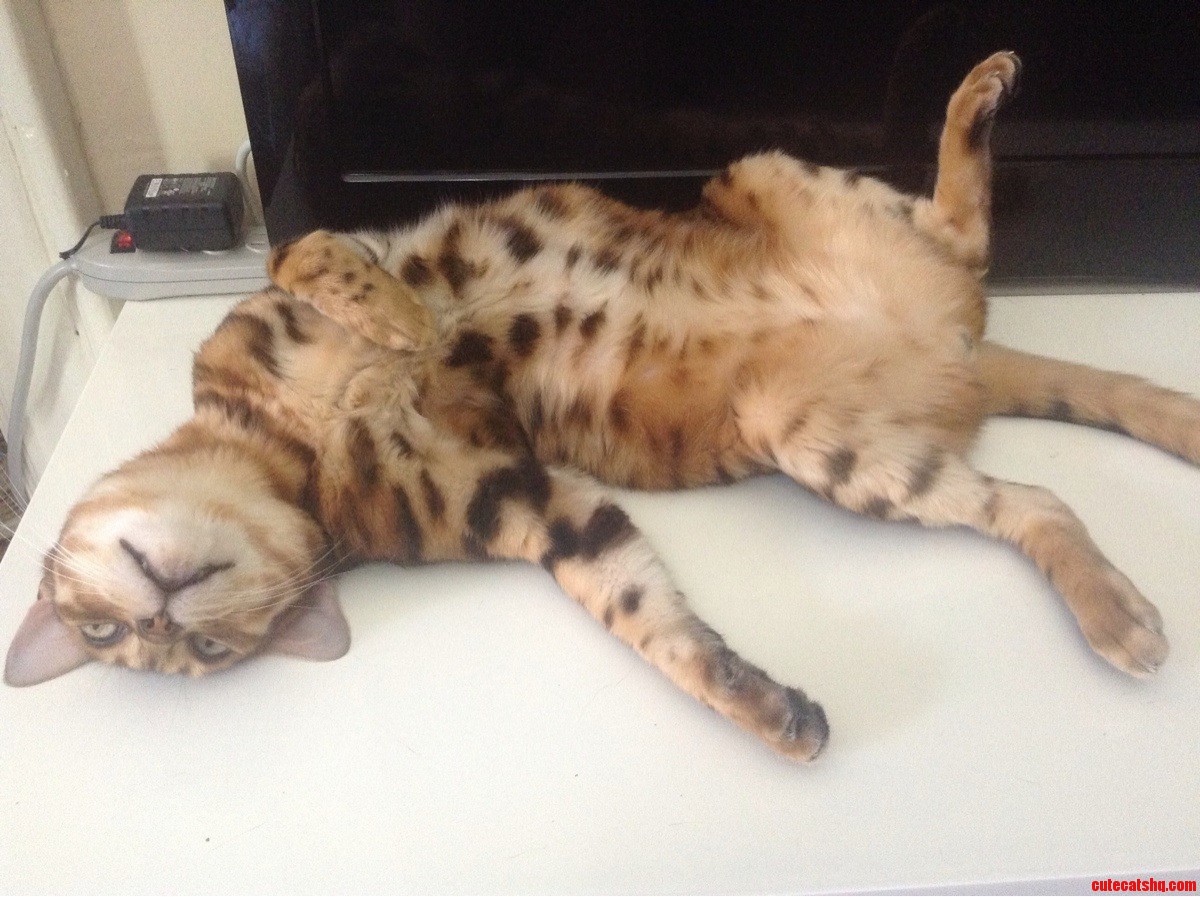 This Is How My Bengal  Tabouli  Sleeps When It Is Hot Out and I Turn Off the Ac