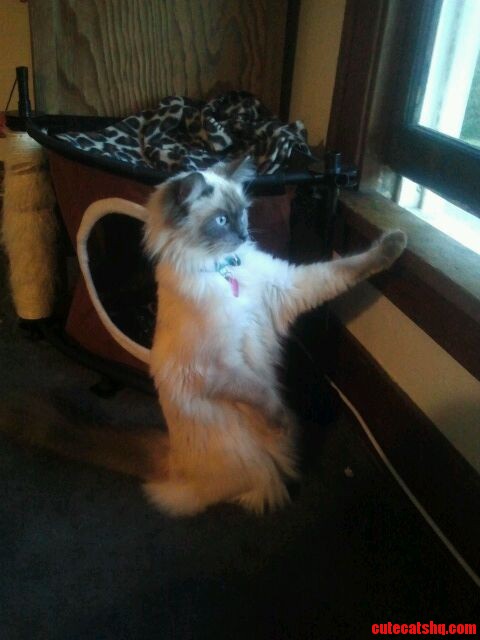 This Is How My Girlfriends Cat Watches Birds Every Morning