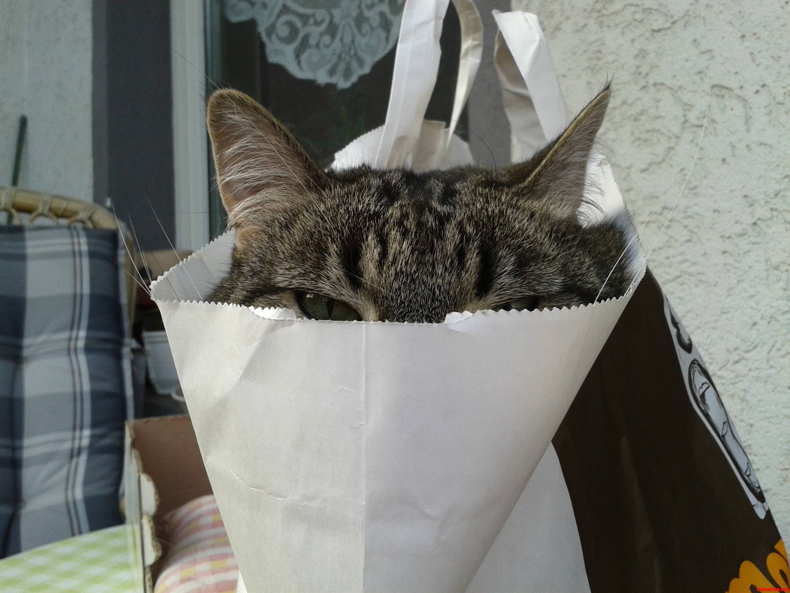 This Is Lilly. She Likes to Hide in Bags.