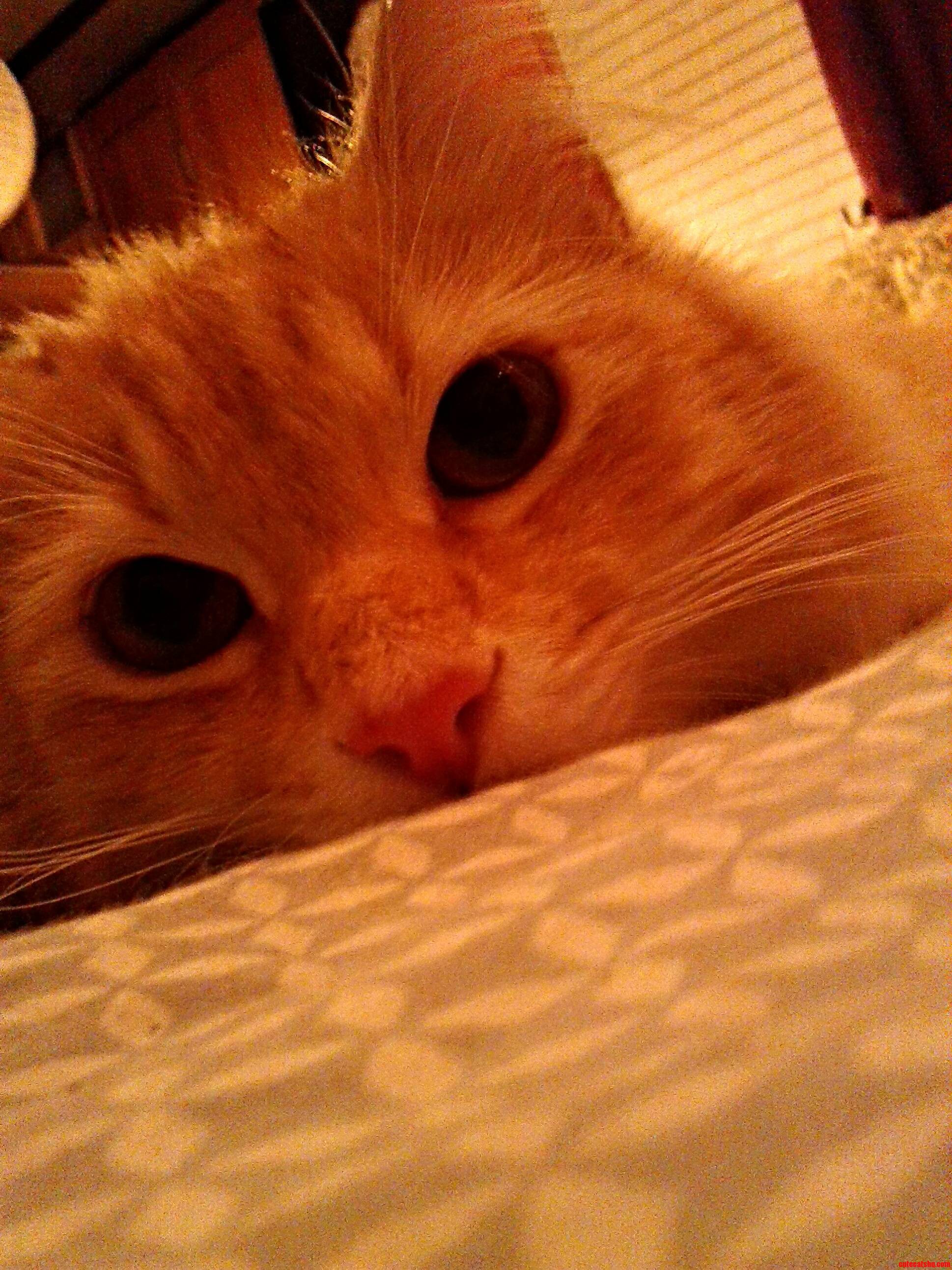 This Is Max. He Has Been Sitting on My Bed Watching Me for a While Now