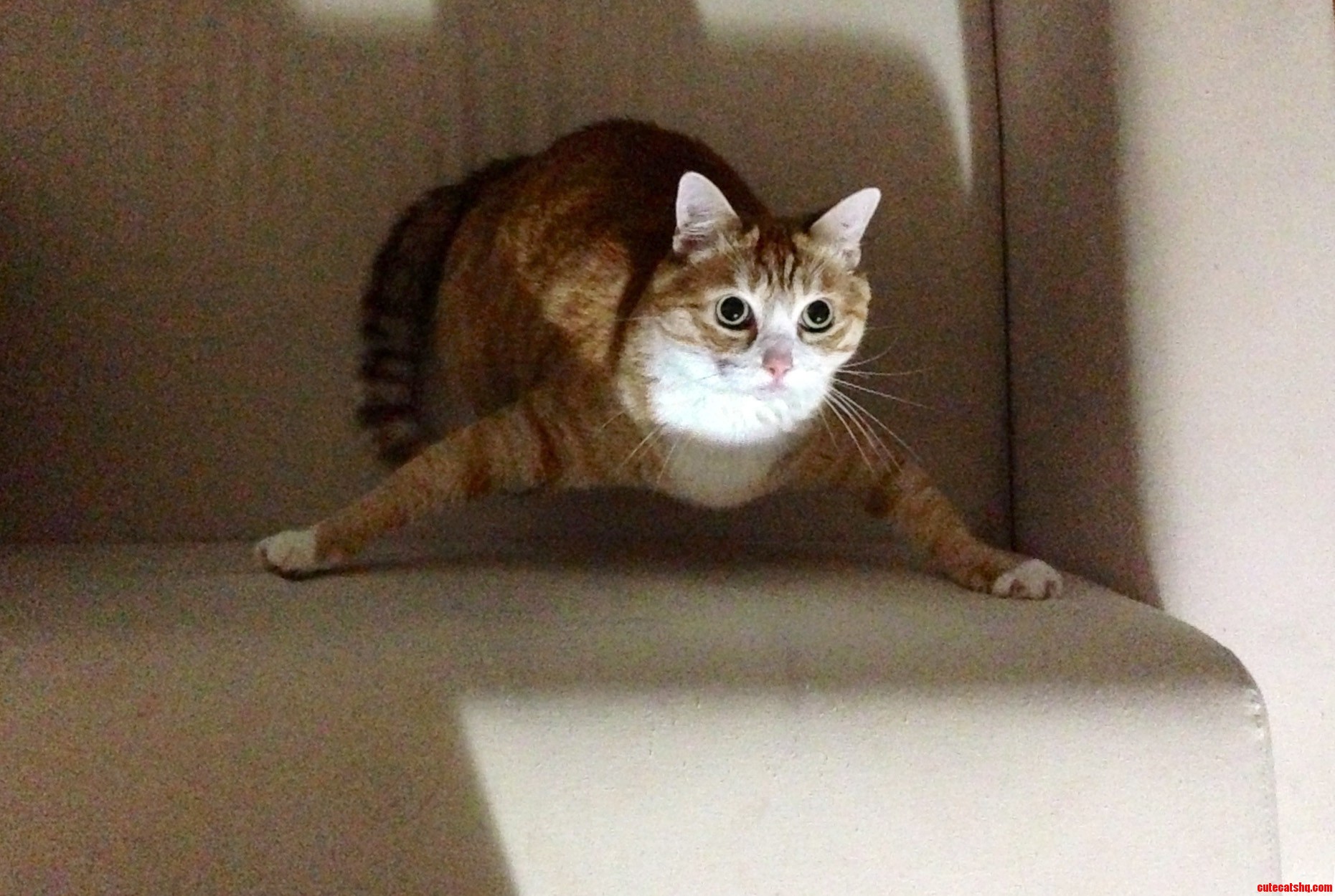 This Is Mogwai. I Think It S About Time to Trim Her Nails...