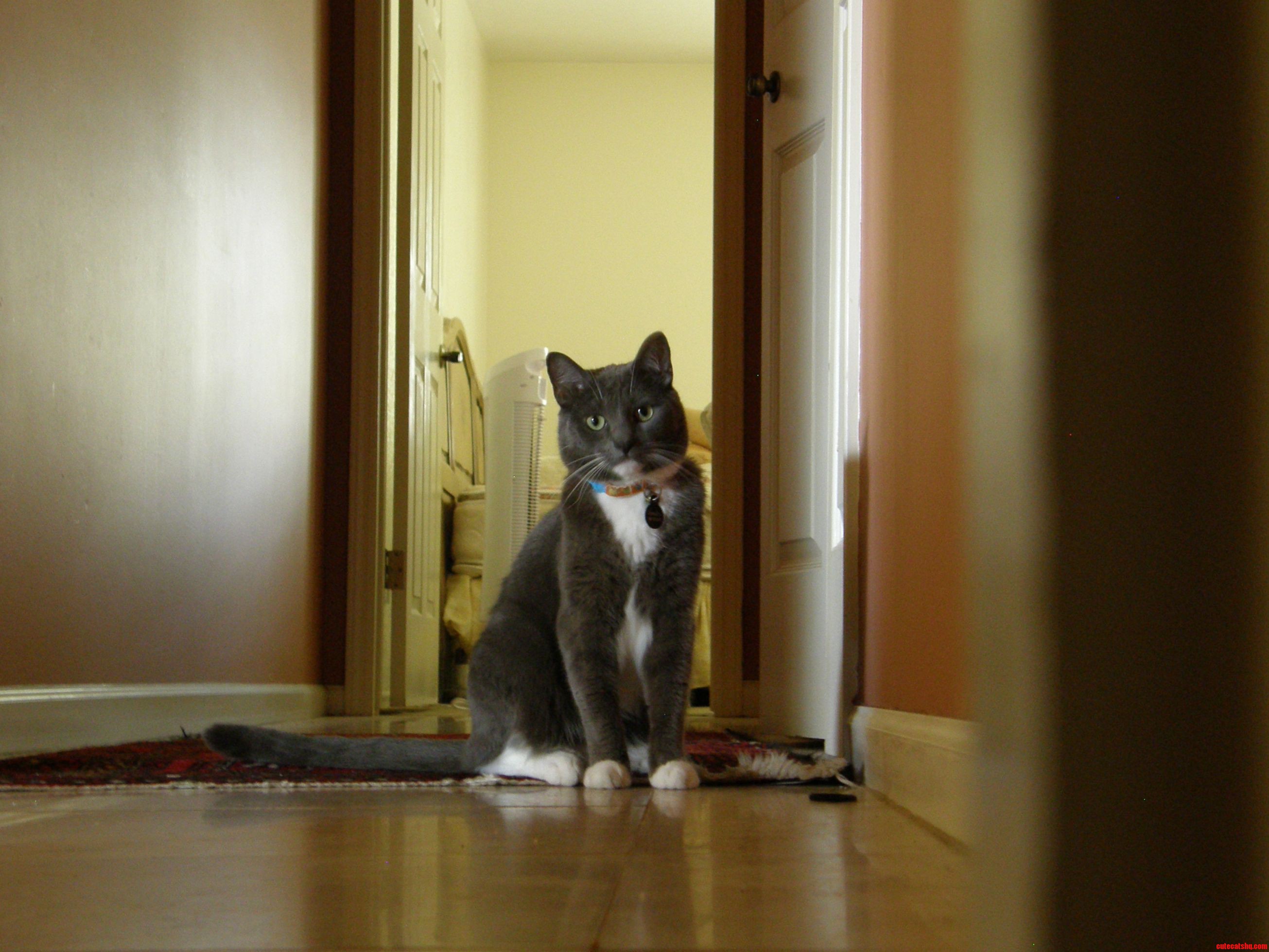 This Is Monkey the Cat.