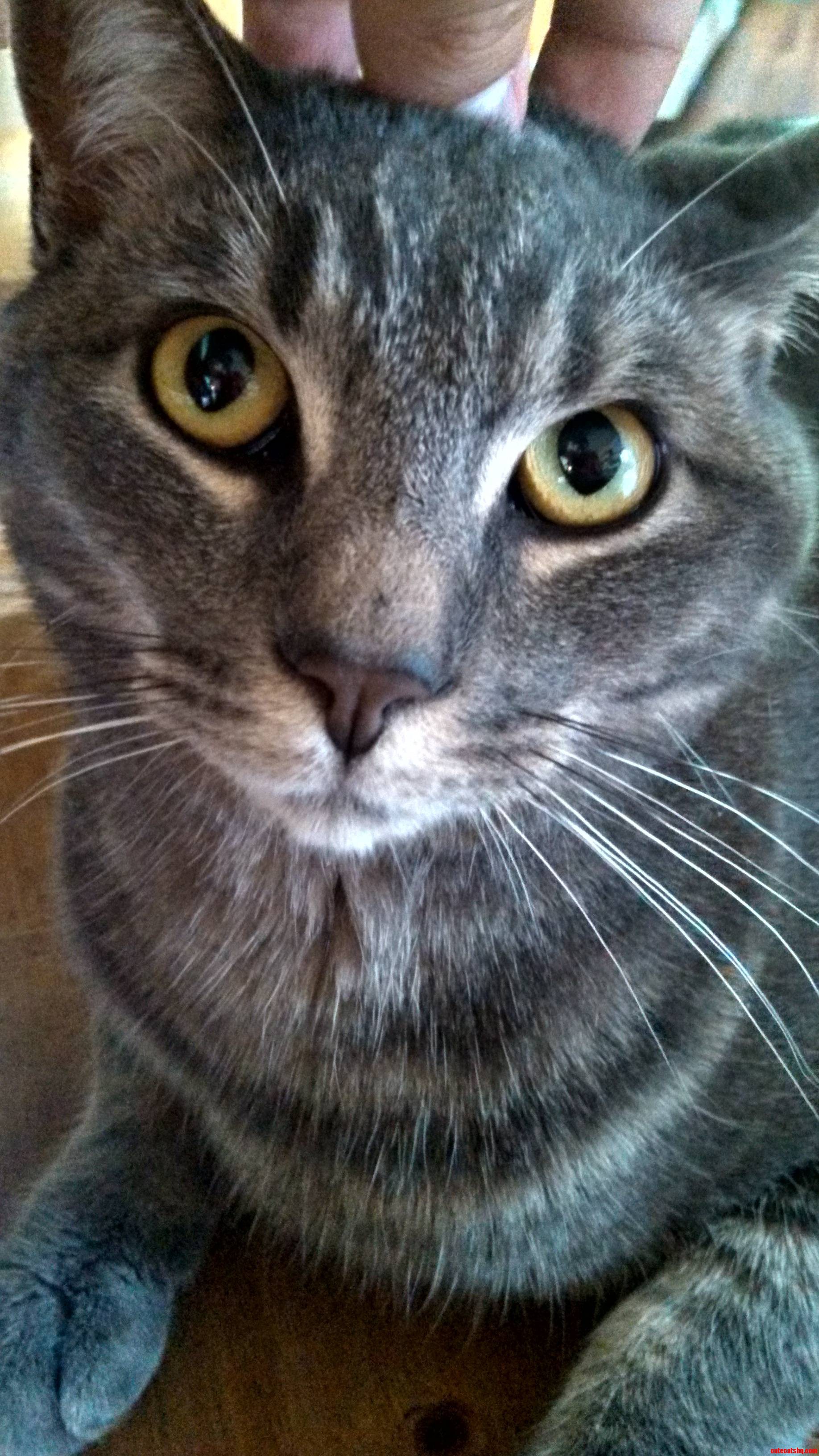 This Is My Buddies Cat Pepper  He Had This Weird Look When I Petted Him...