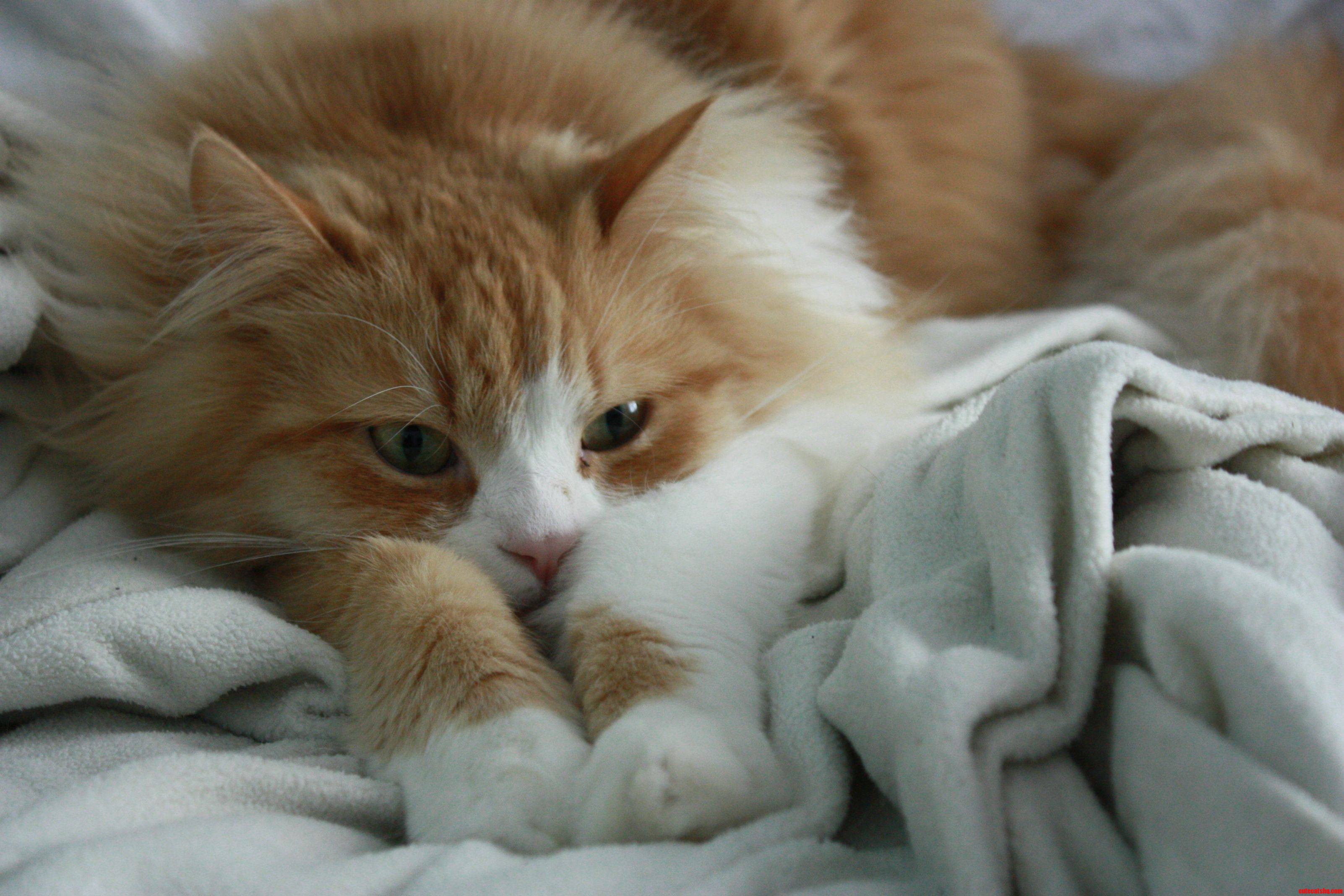 This Is My Cat Chewy  Someone Mentioned You Guys Might Like Him