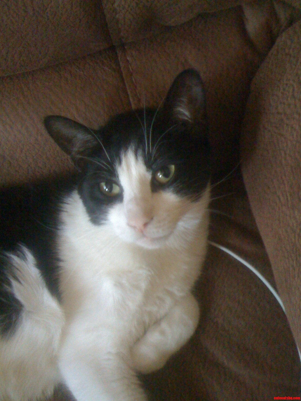 This Is My Cat Jeeves  He S a Great Little Guy and Good Company.