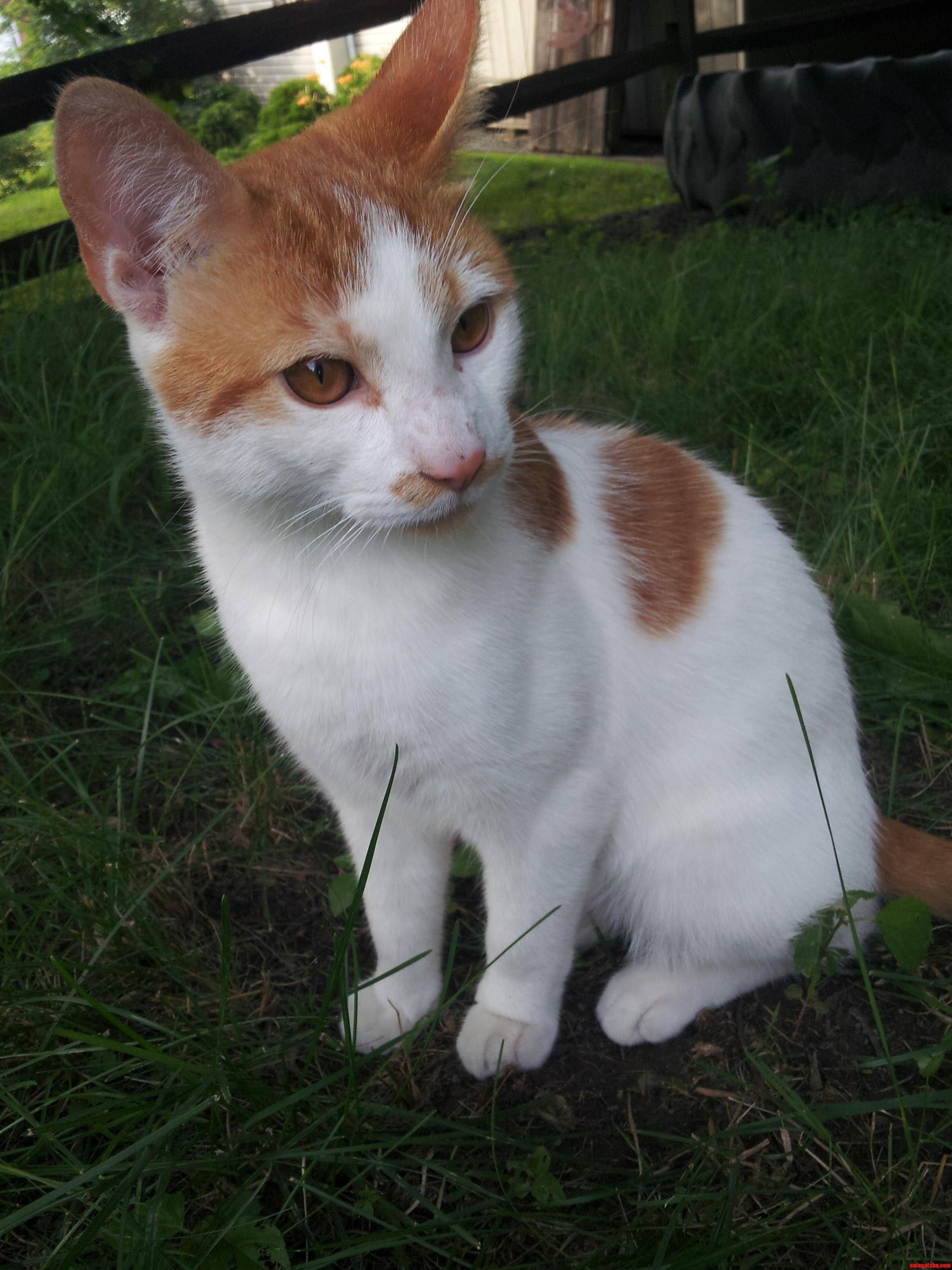 This Is My Cousins  Kitty  Pumpkin.