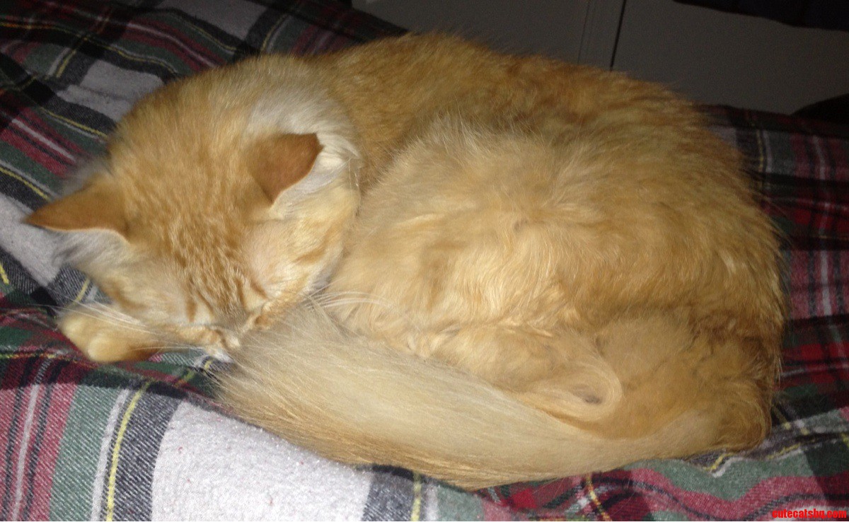 This Is My Deaf Ginger Kitty  Spencer. Loves to Give Head Butts and Curl Up on My Bed.