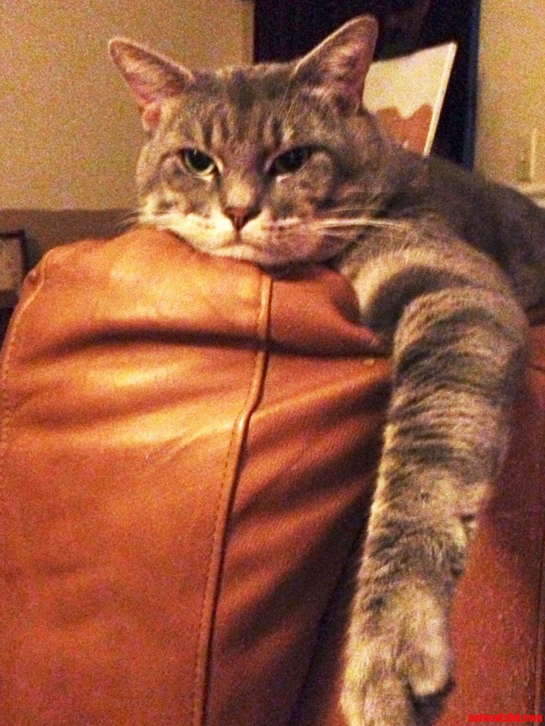 This Is My Grumpy Cat  Oliver.