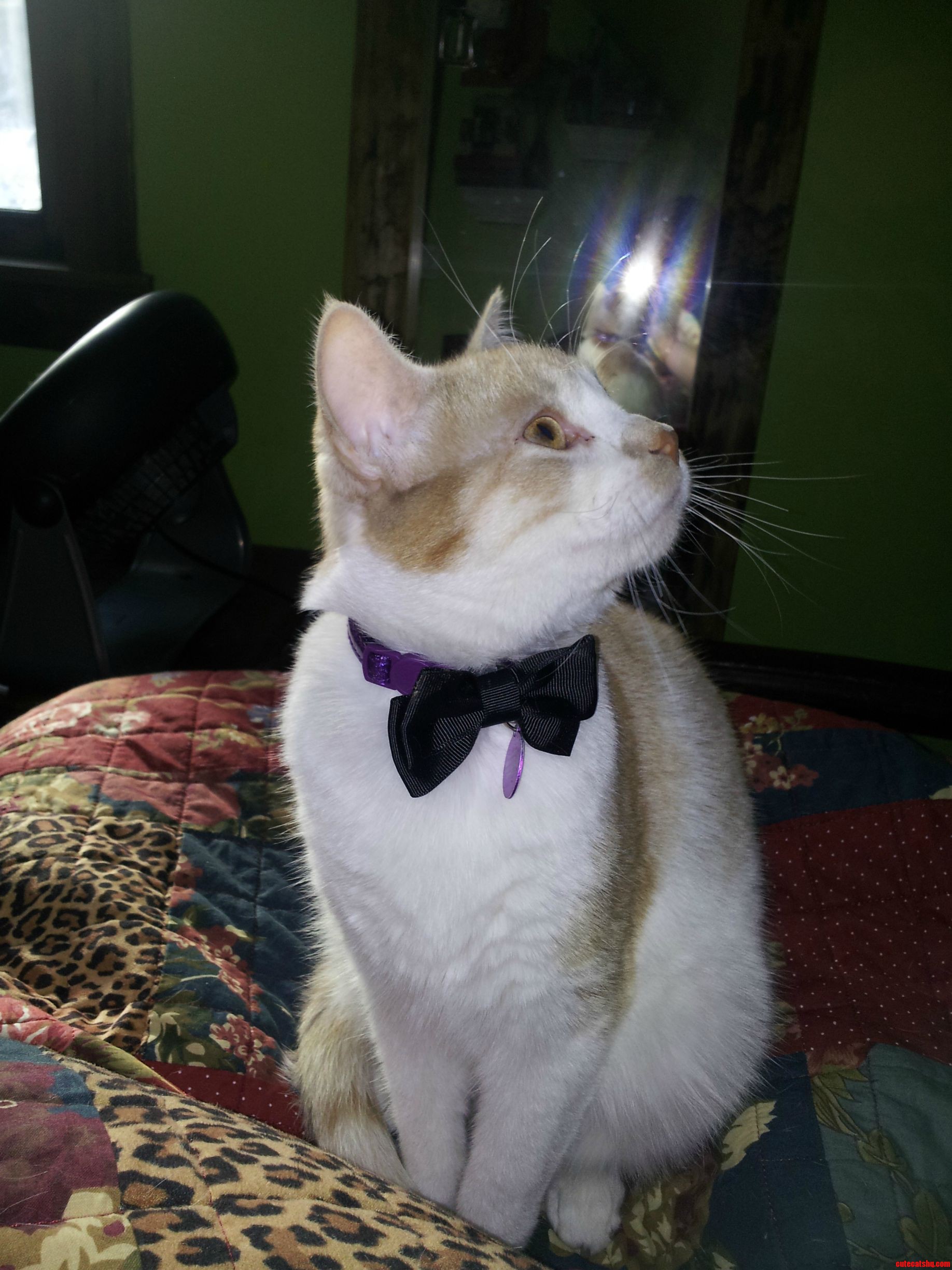 This Is My Handsome Boy. His Name Is Jasper.