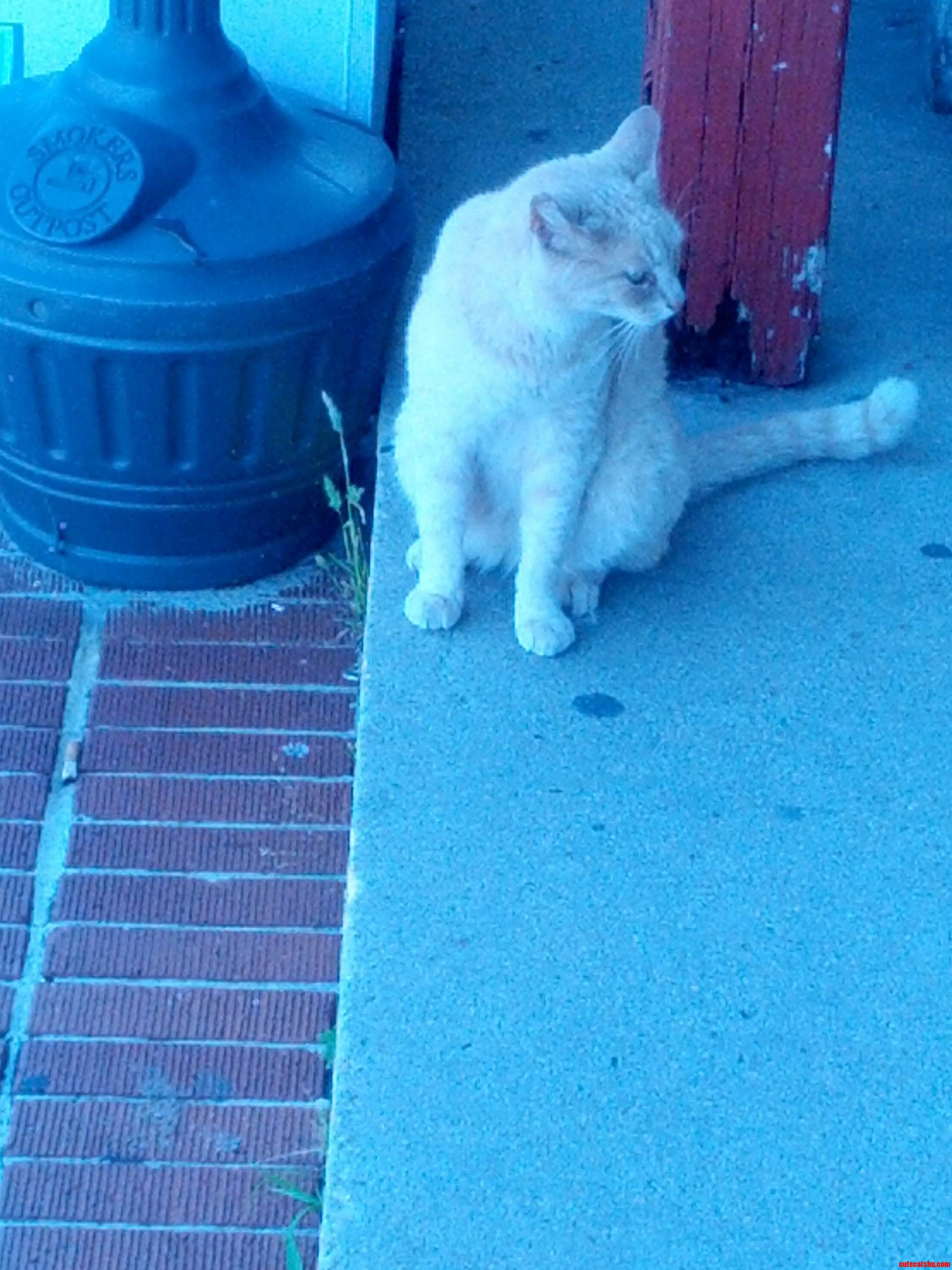 This Is My Neighborhood Grocery Store S Ever-watchful  If Not a Little Raggedy Guard-cat