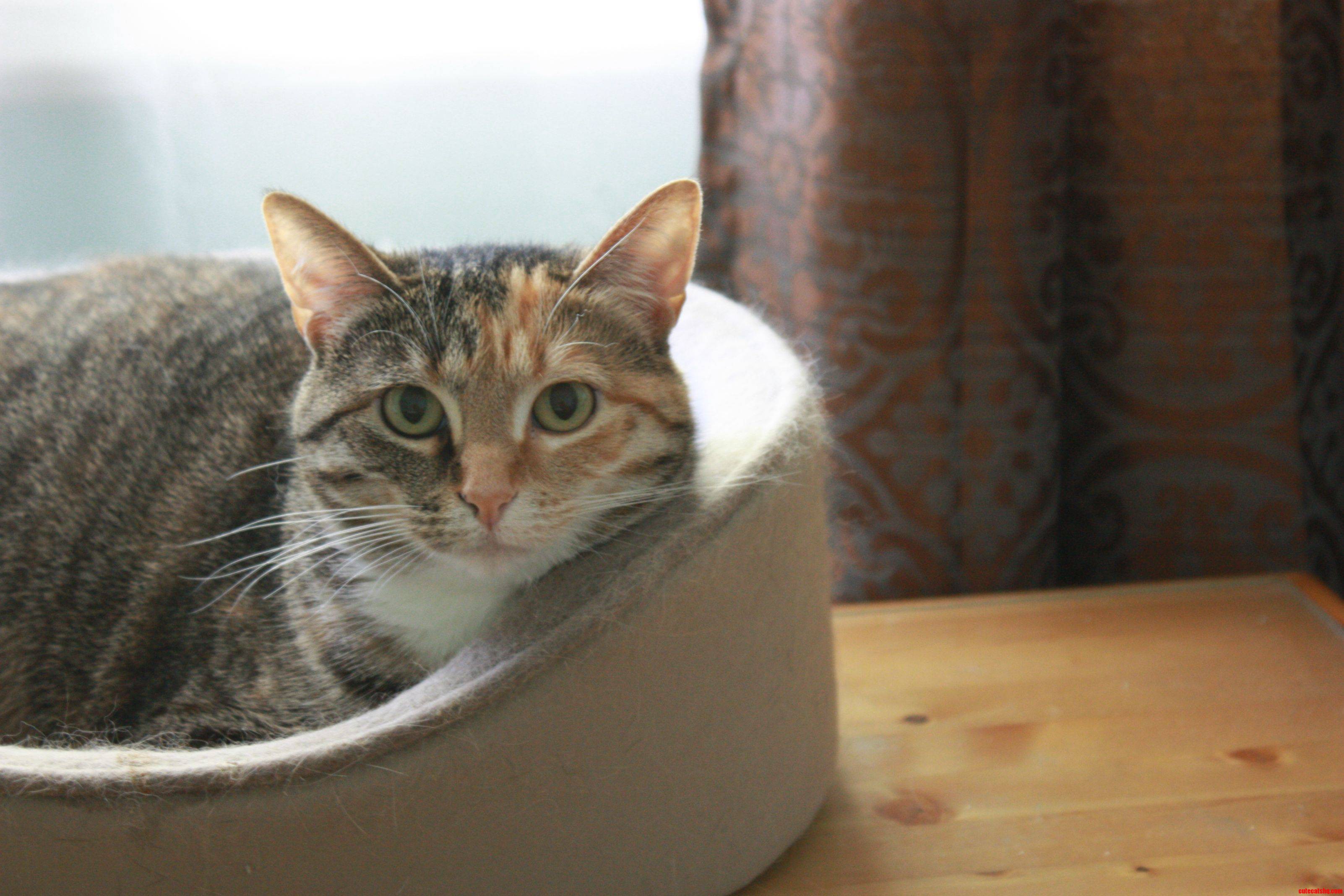 This Is My Other Kitty  Itty Bitty