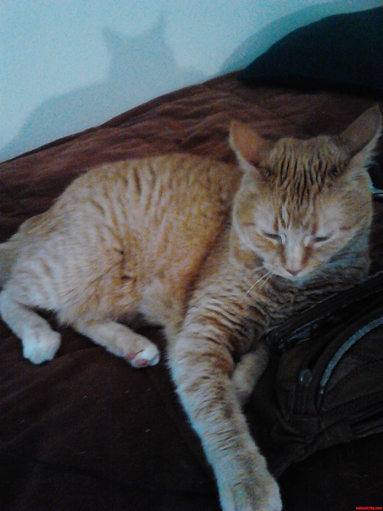 This Is My Wonderful Kitty Poopy. She Is Such a Great Sidekick