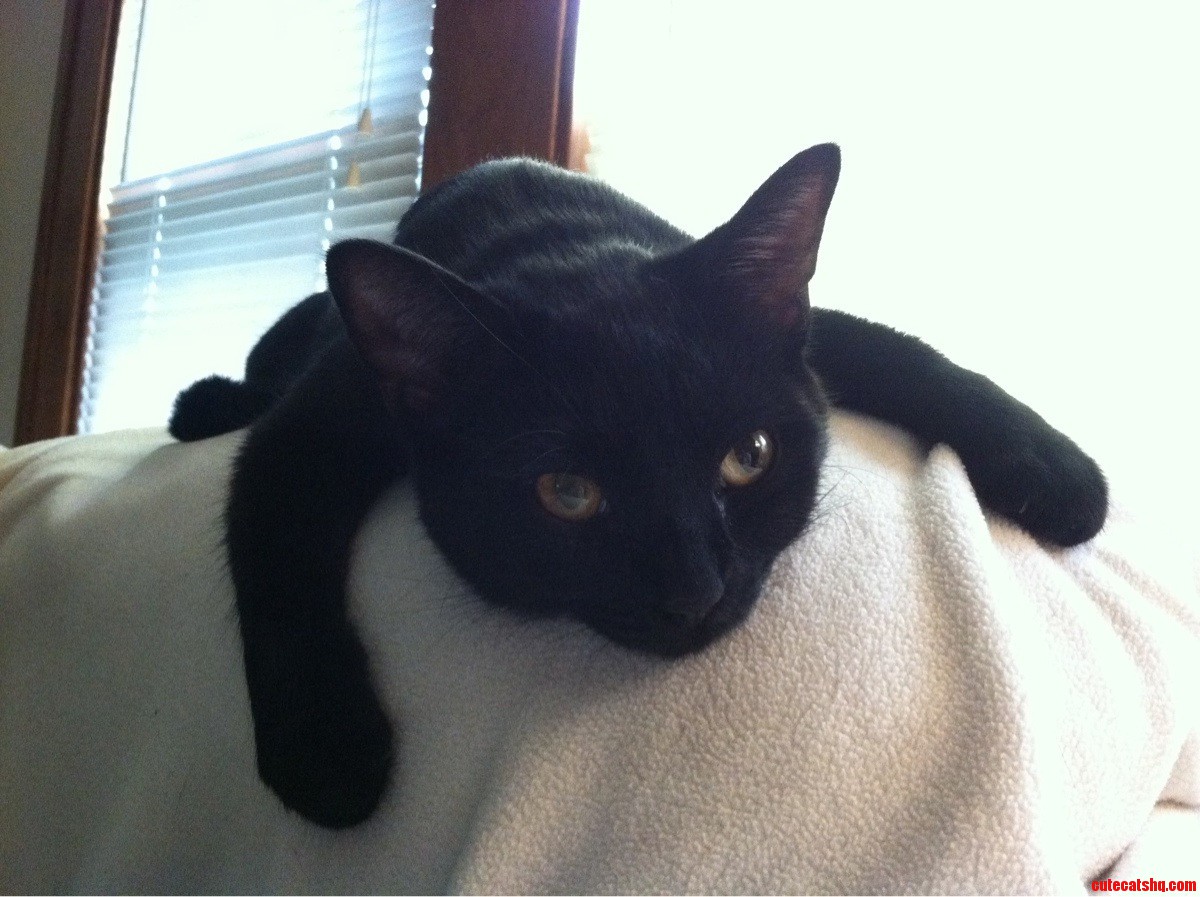 This Is Nibbler. She Loves Her Couch.