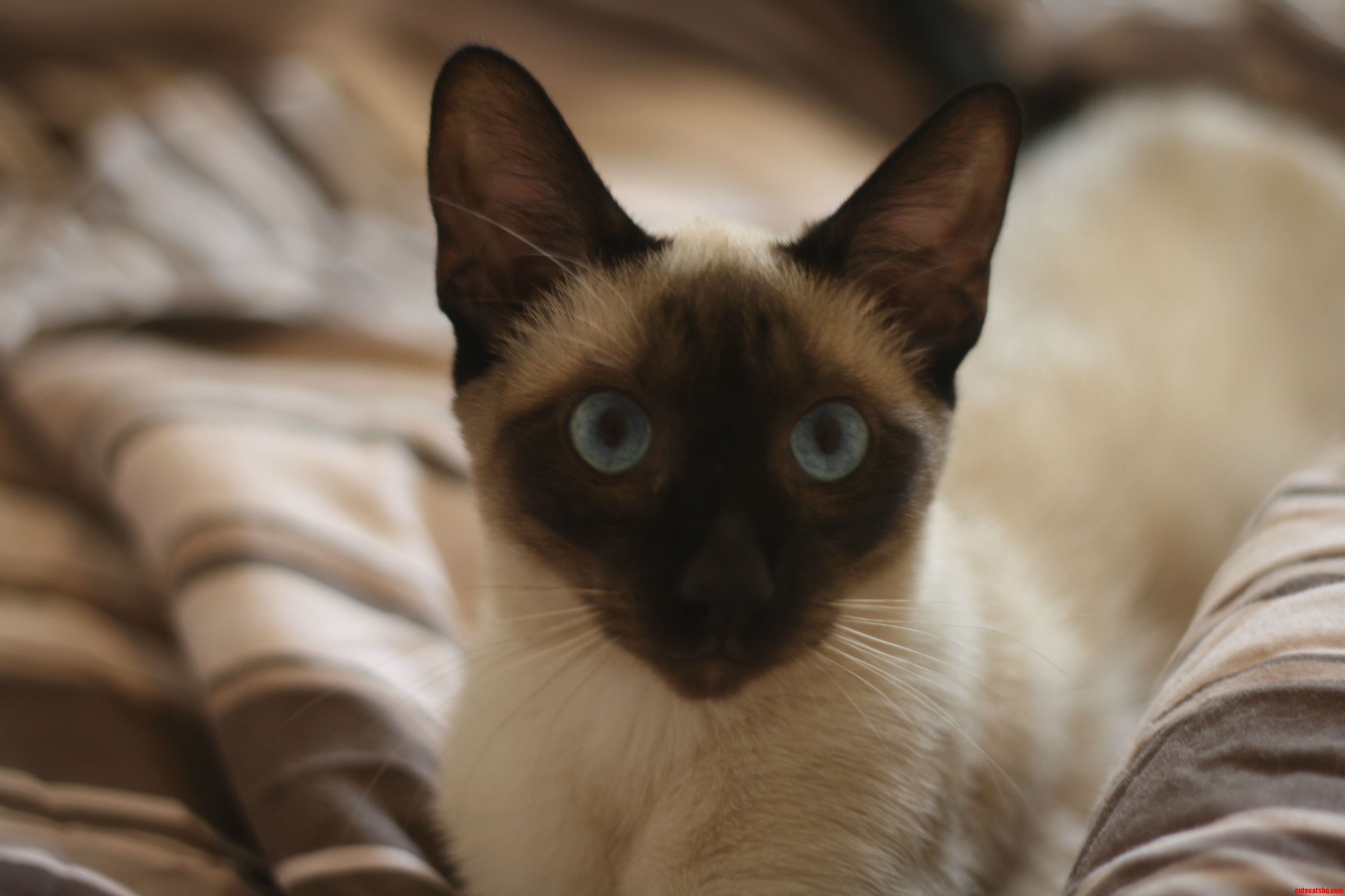 This Is Orion. He Is a Seal Point Siamese  7 Months Old