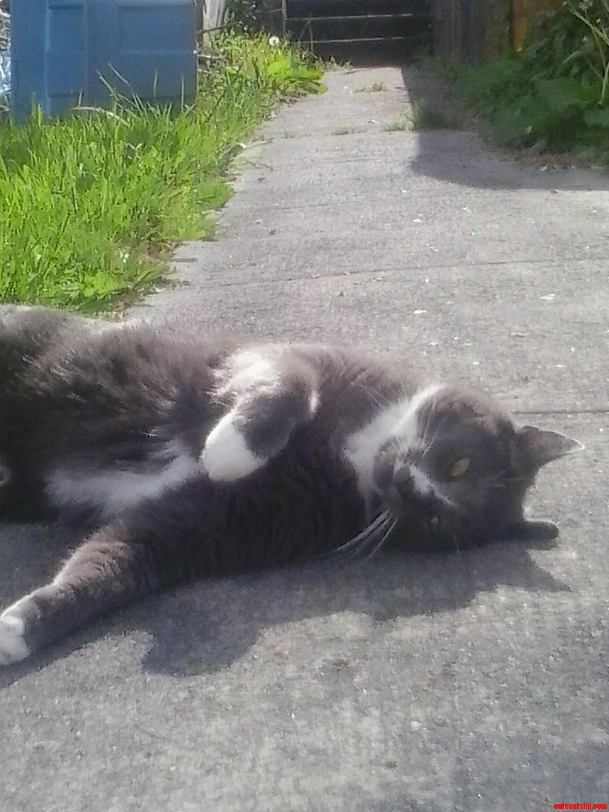 This Is Smokey. He Likes the Sun.