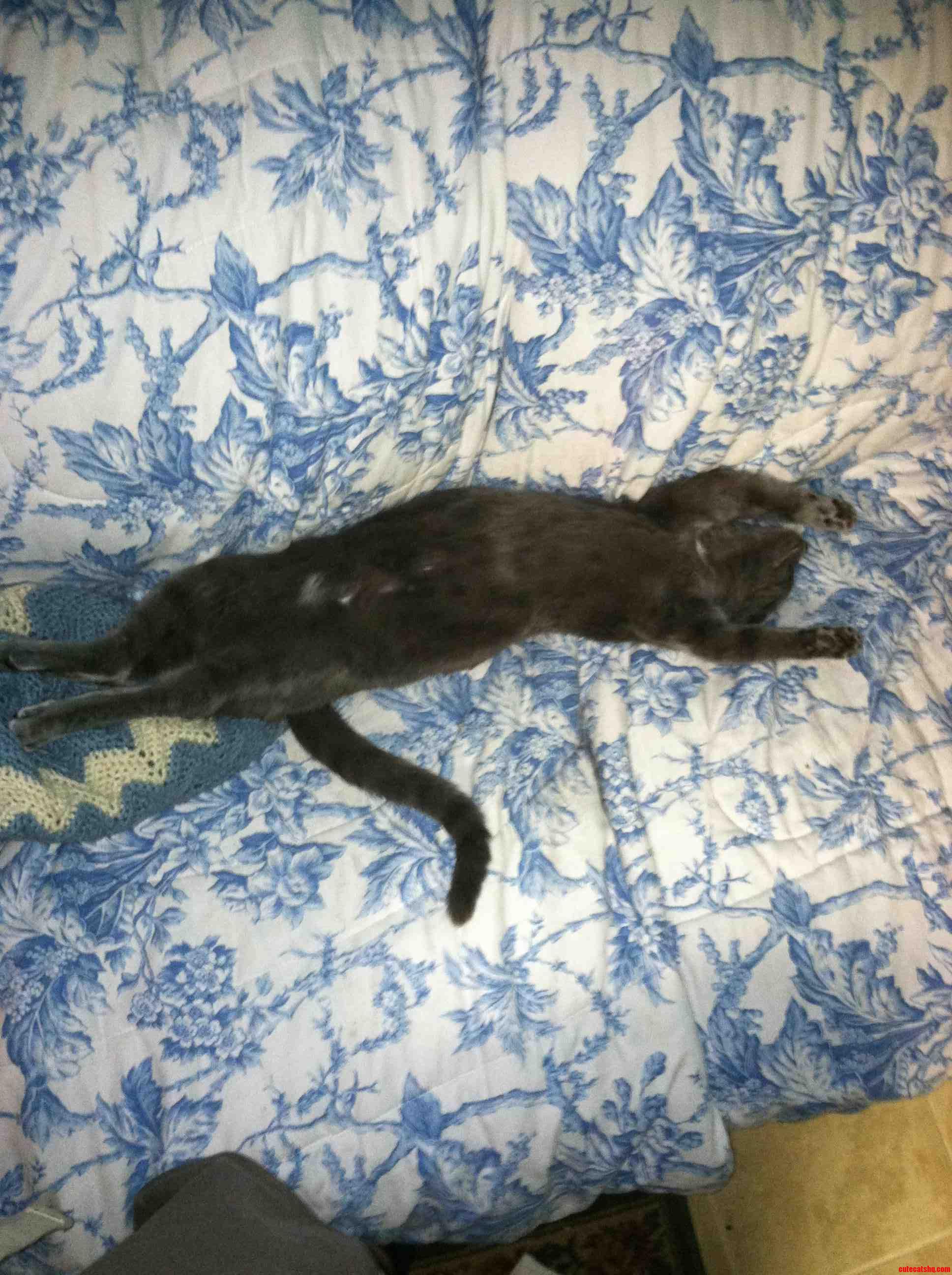 This Is the Way My Cat Sleeps