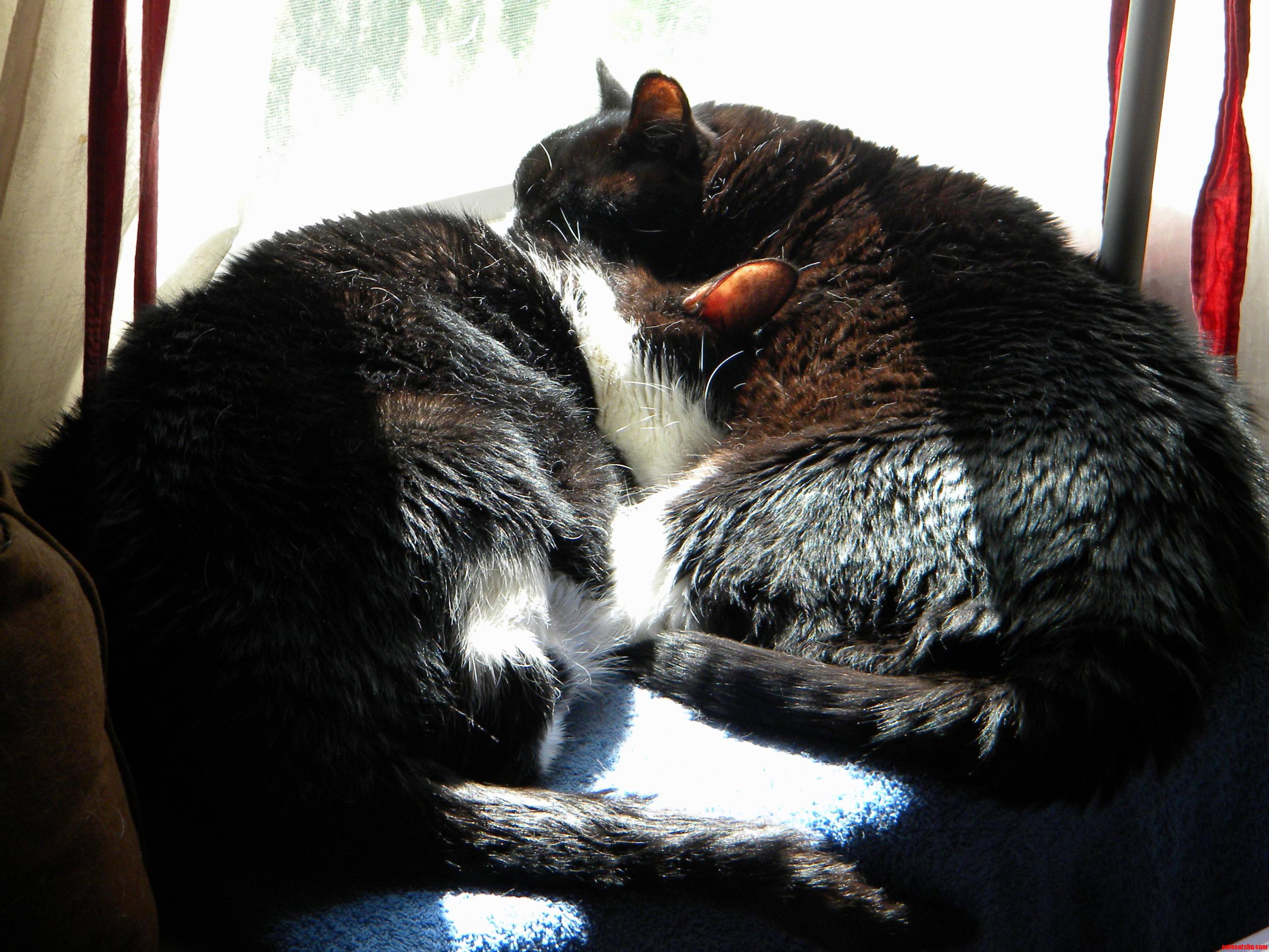 This Is Their Favorite Place to Nap in the Afternoon  Enjoying a Ray of Sun. Sometimes They Fight Over It  but Today They Decided to Be Nice and Share.