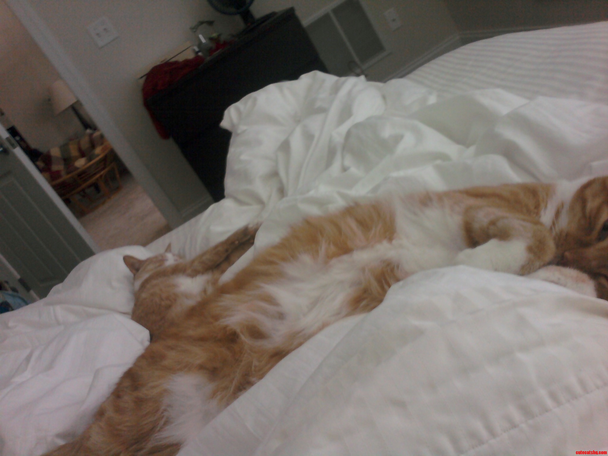 This Is What the Beginning of a Lazy Day Looks Like in Our House...