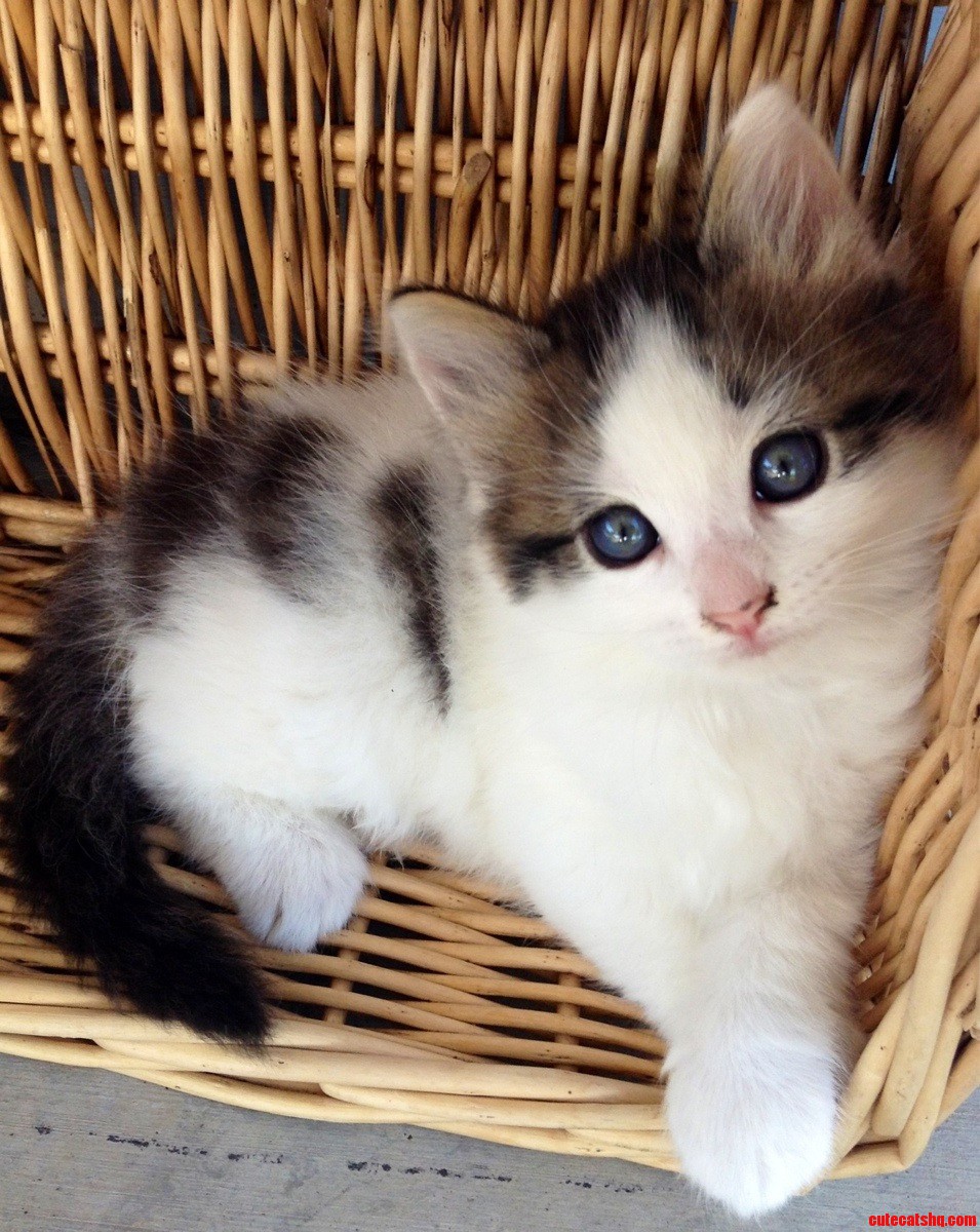 This Kitten Is Just Do Photogenic.