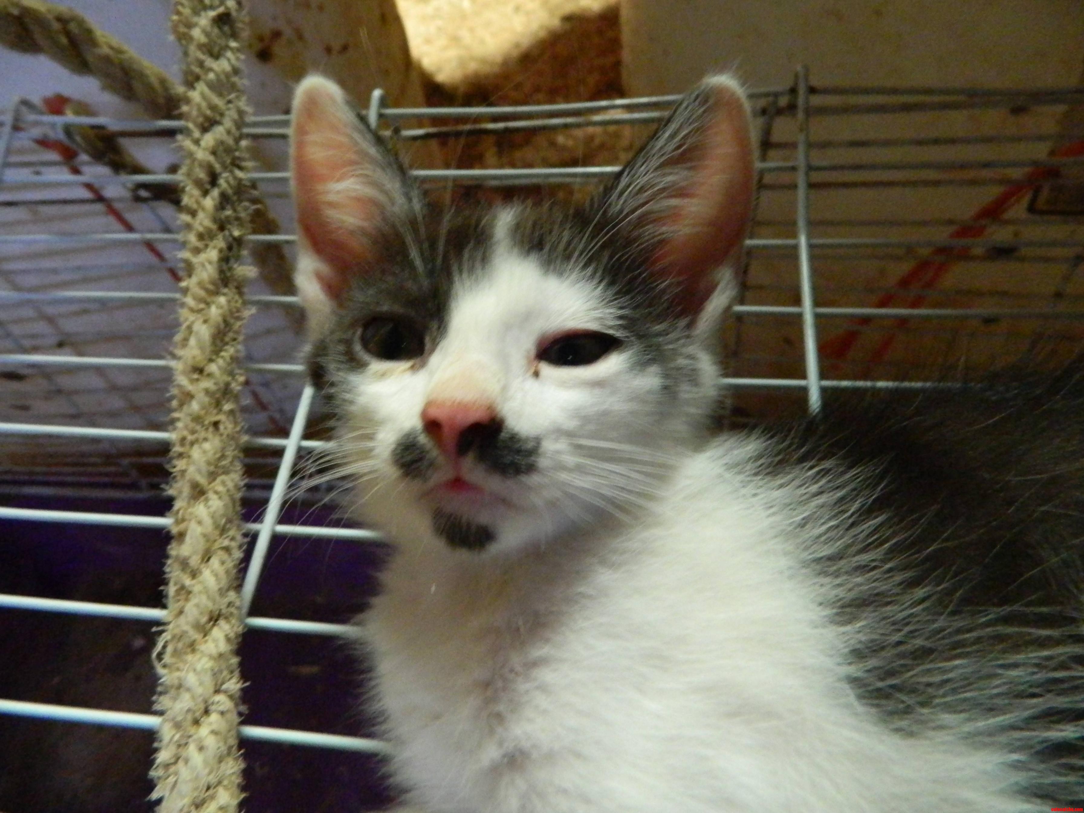 This Little Baby S Got a Mustache and Goatee