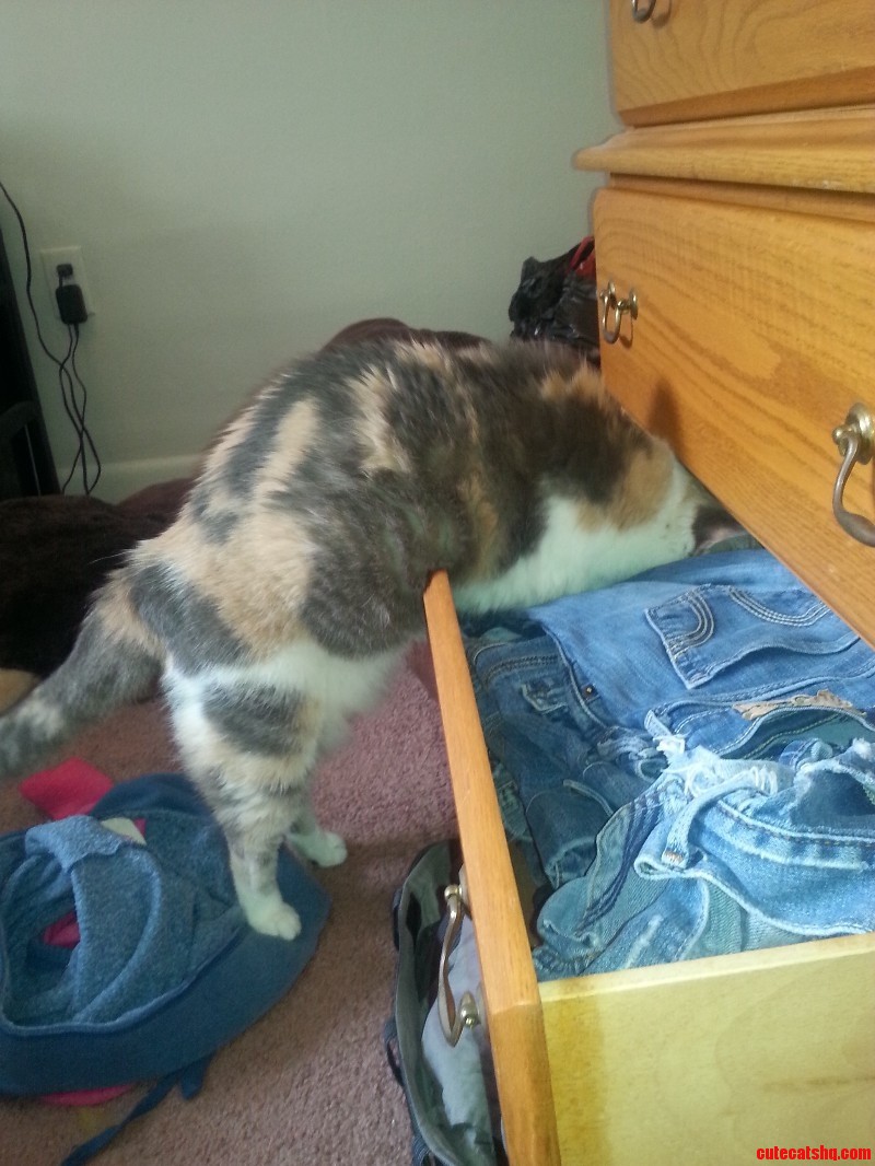 This Was My Cats Favorite Place to Sleep As a Kitten. I Don T Know When She Will Realize She S Too Big to Fit Now.