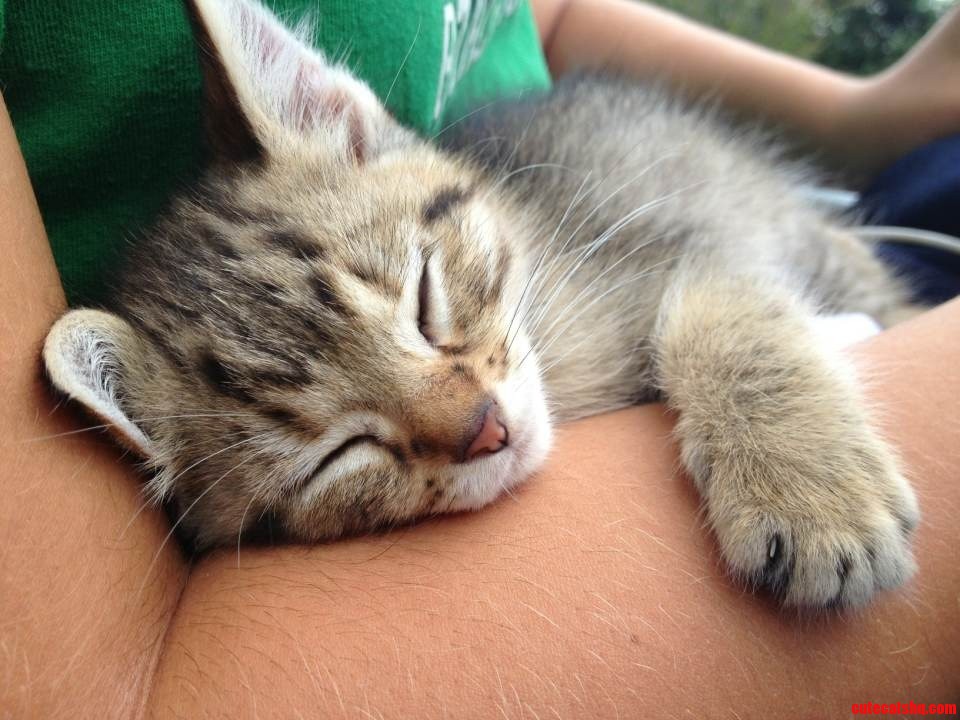Thor Taking a Snooze