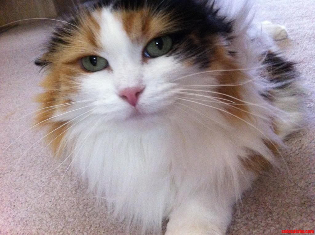 Those Beautiful Eyes