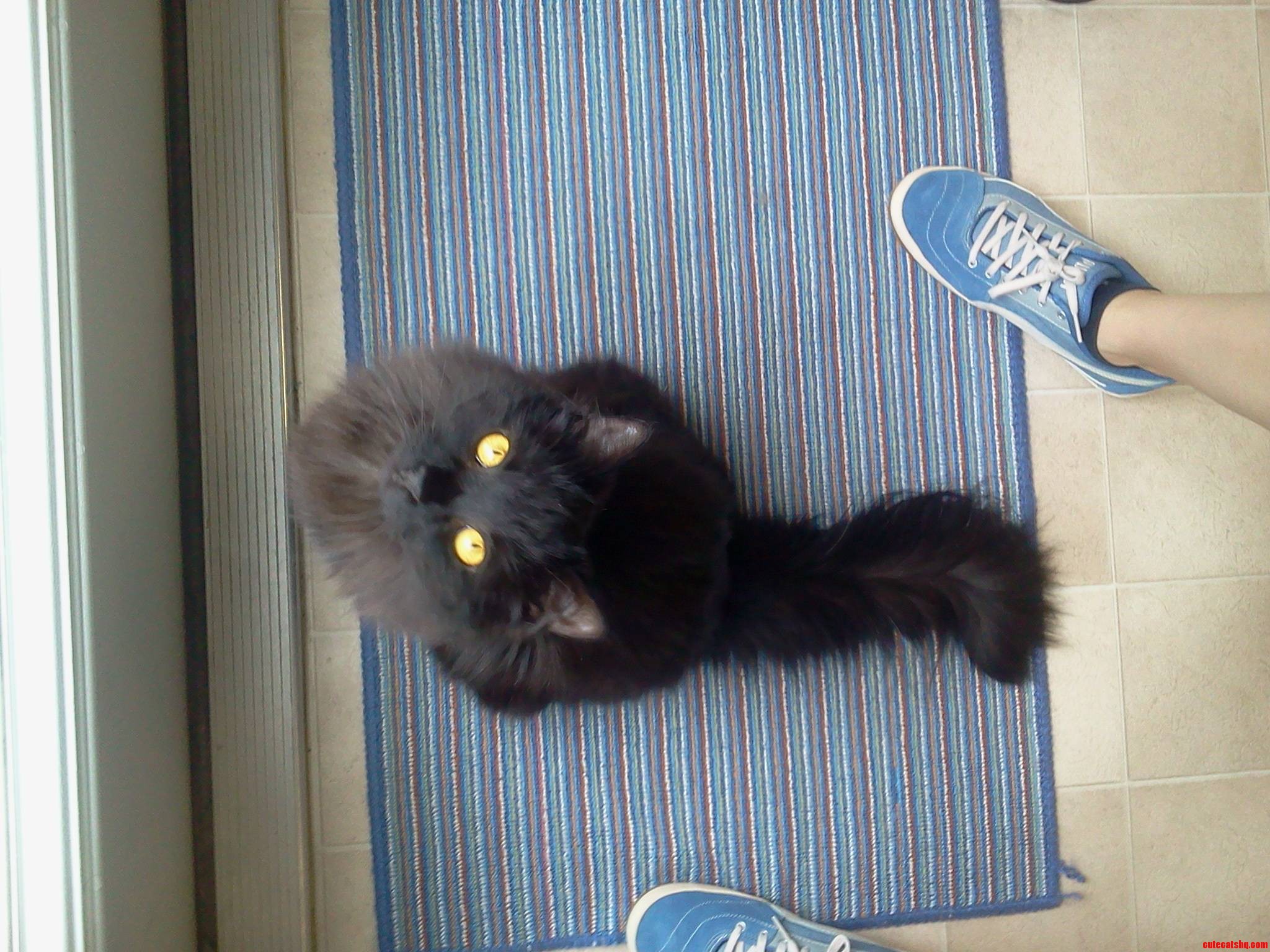 Those Bright Yellow Eyes